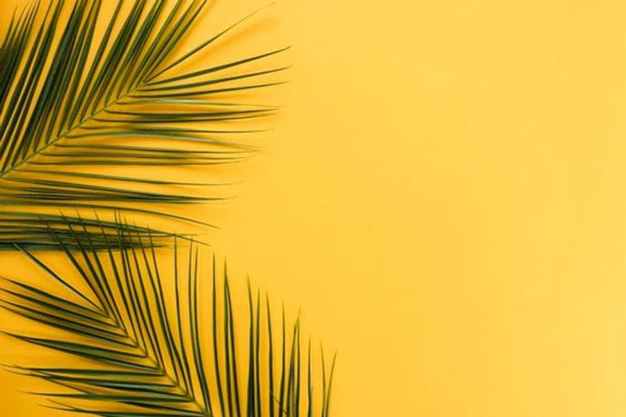 Hojas de palma estética minimalista Fondos de pantalla