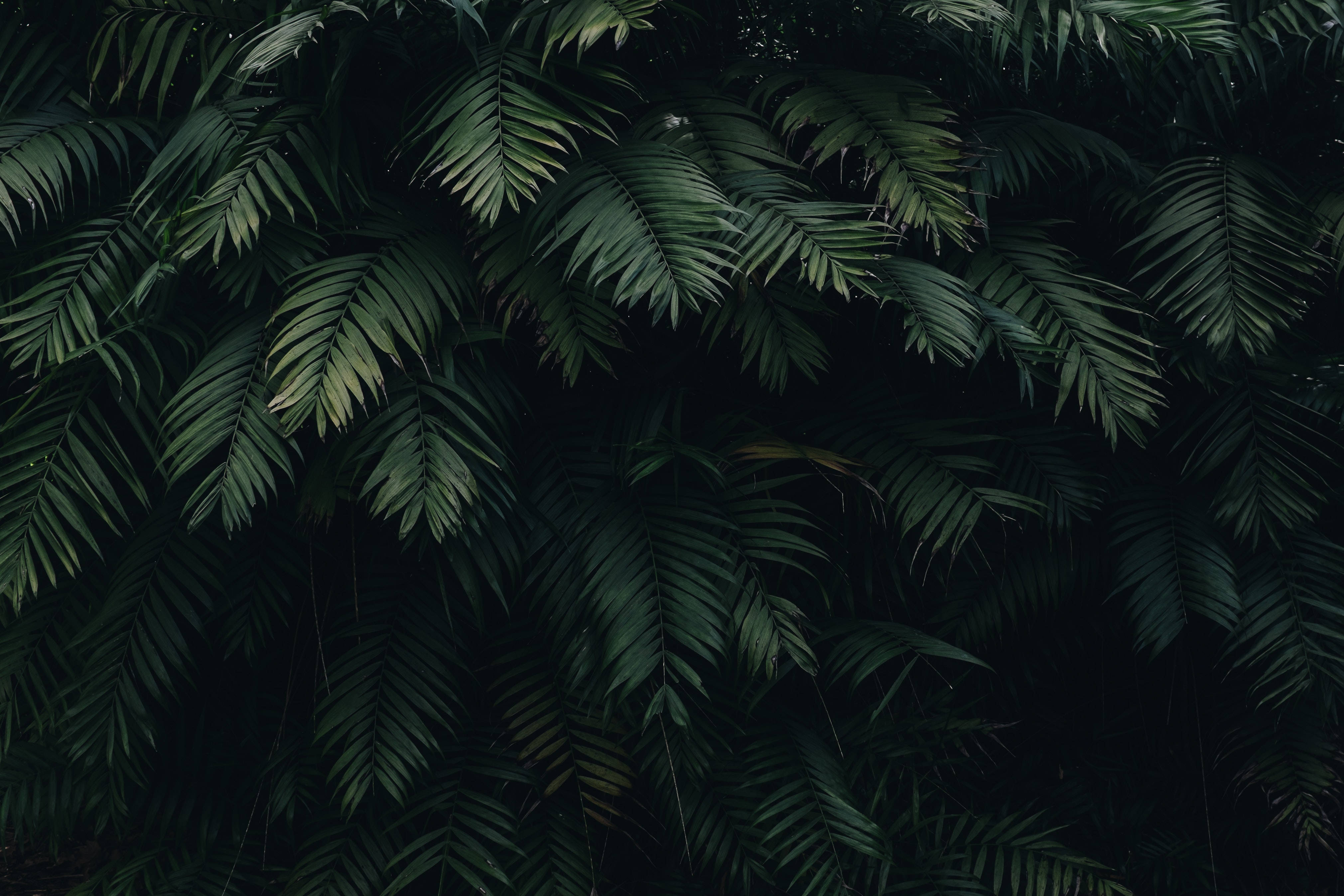 Hojas de palma verde oscuro para escritorio de computadora Fondos de pantalla