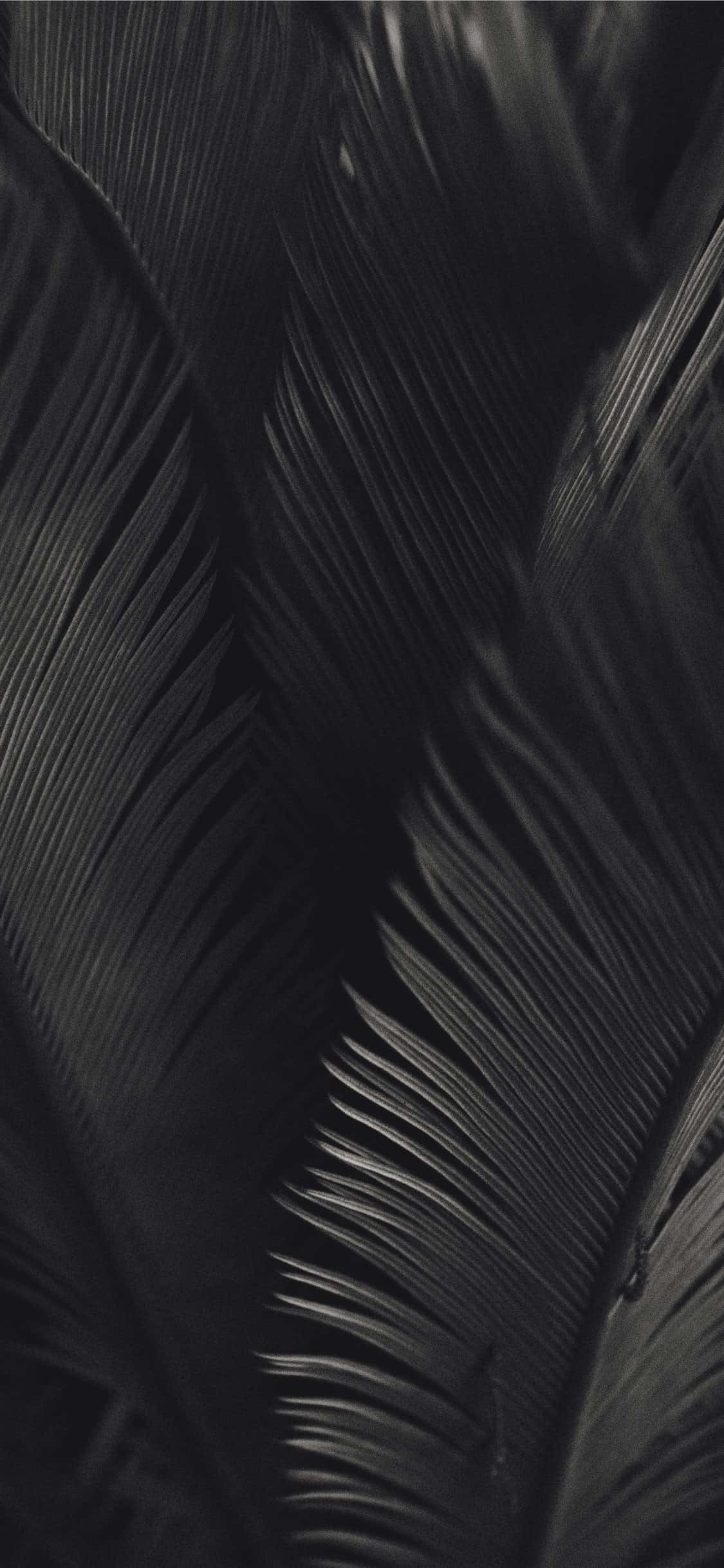 Hojas de Palmera en Blanco y Negro Estética Oscura Fondos de pantalla