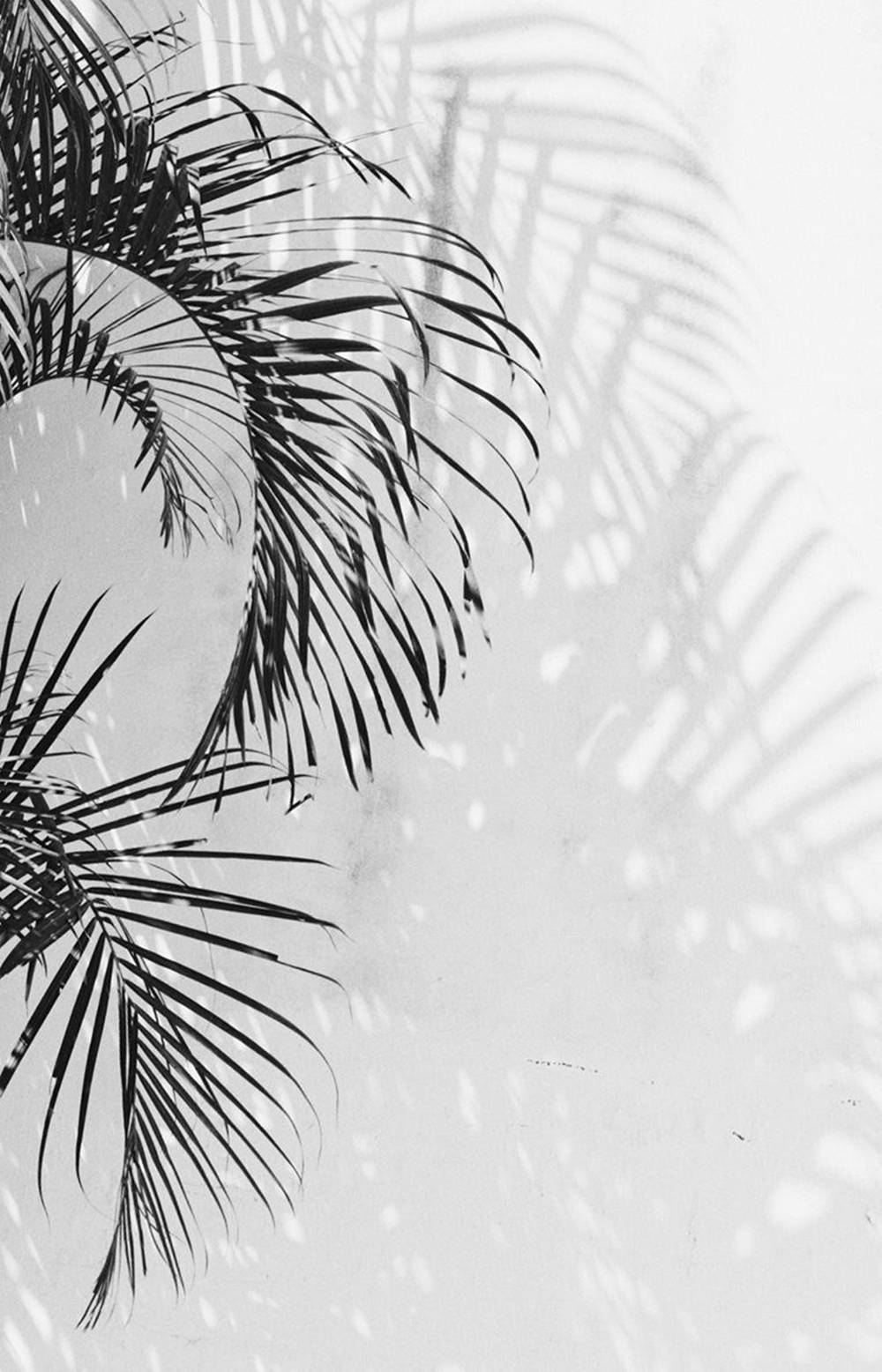 Hojas de Palmera Fondo Blanco Estético iPhone Fondos de pantalla