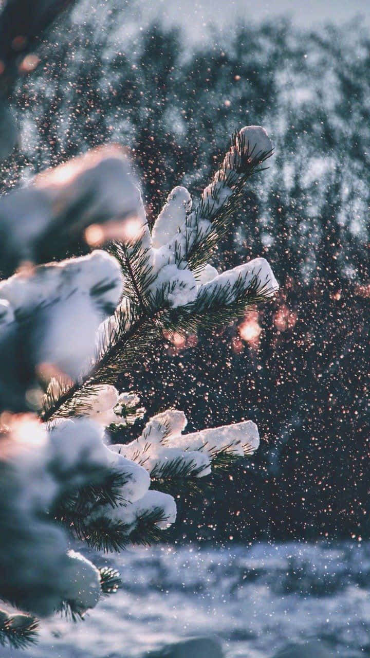 Hojas de pino nevadas y acogedoras para Tumblr en invierno Fondos de pantalla
