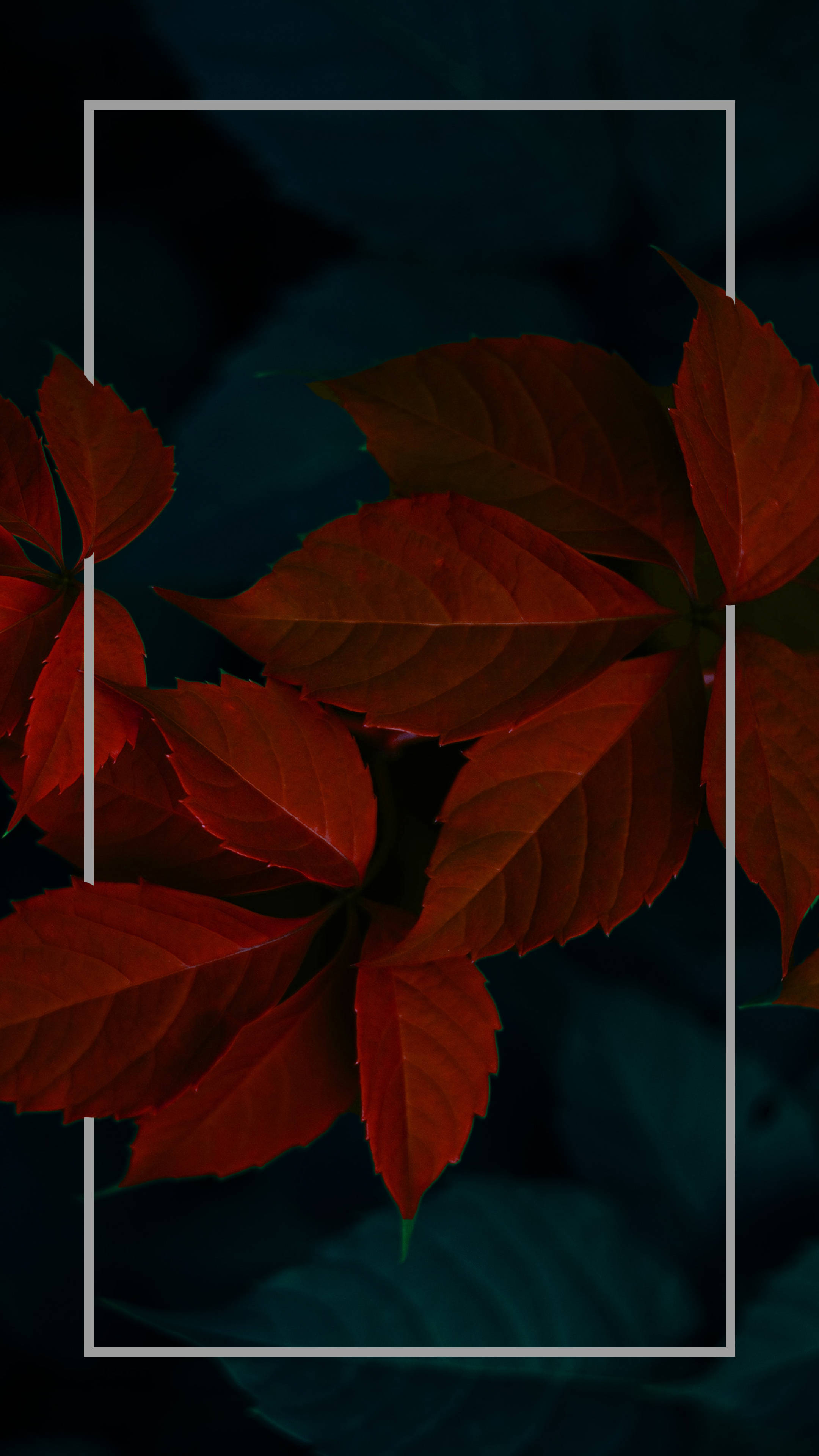 Hojas de Planta Rojas Oscuras Minimalistas Fondos de pantalla