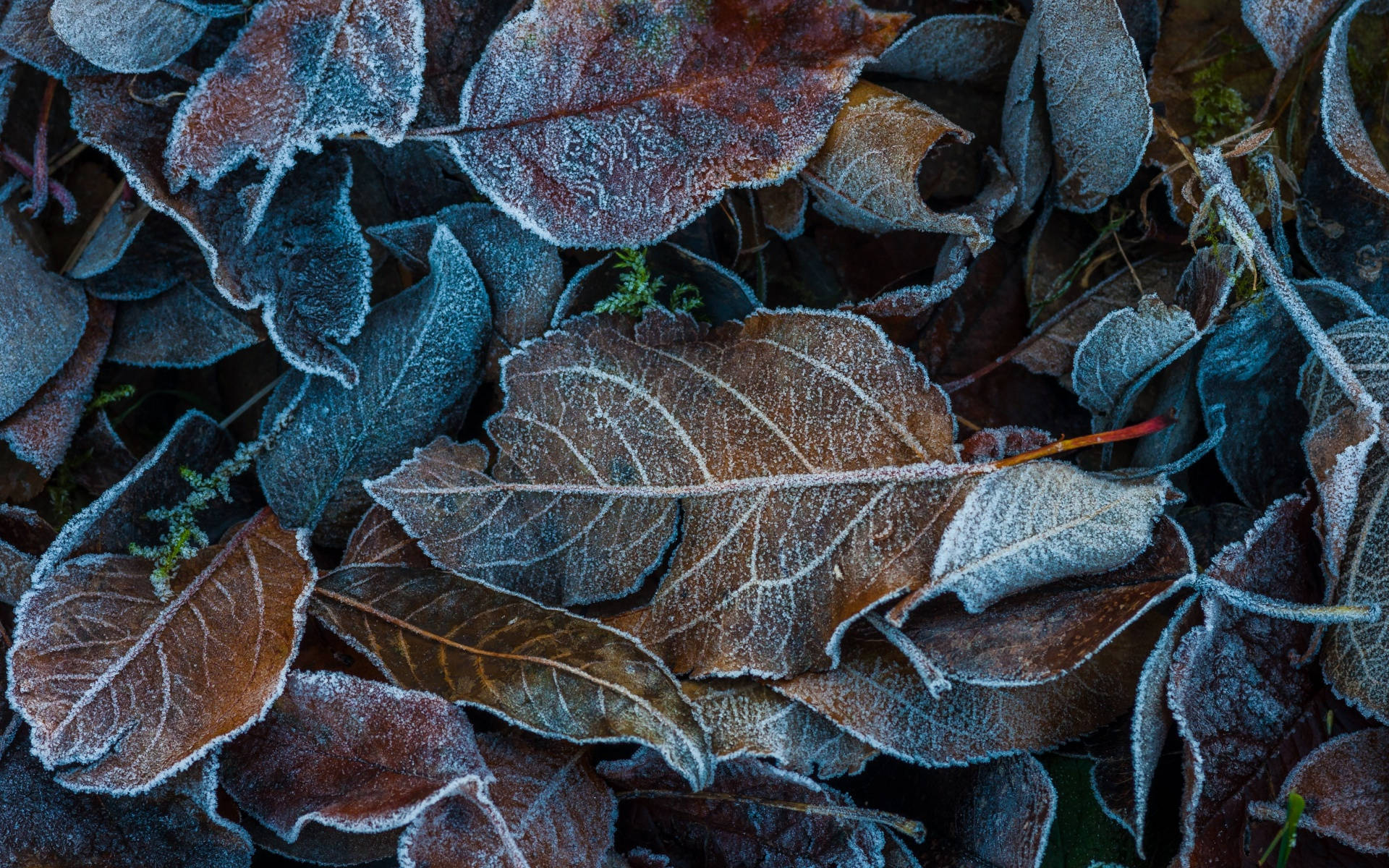 Hojas estéticas crujientes de invierno Fondos de pantalla