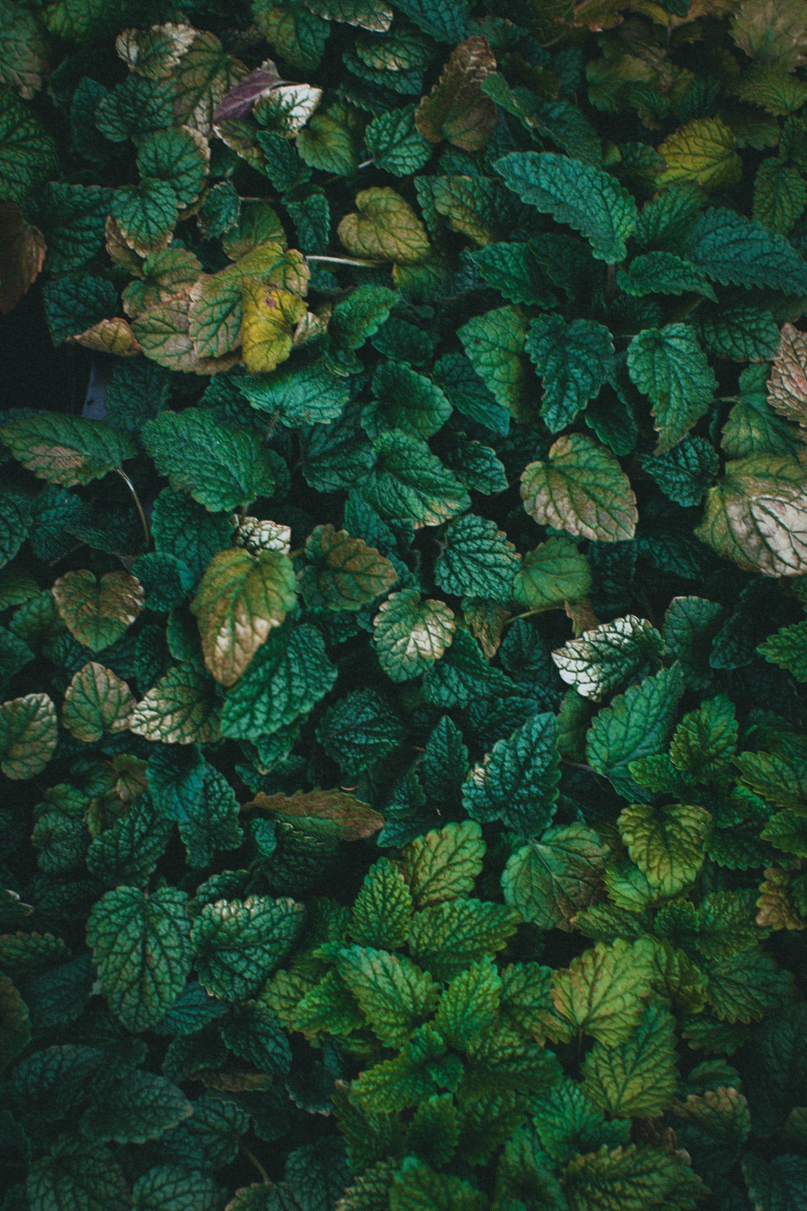 Hojas Verdes iPhone Naturaleza Fondos de pantalla