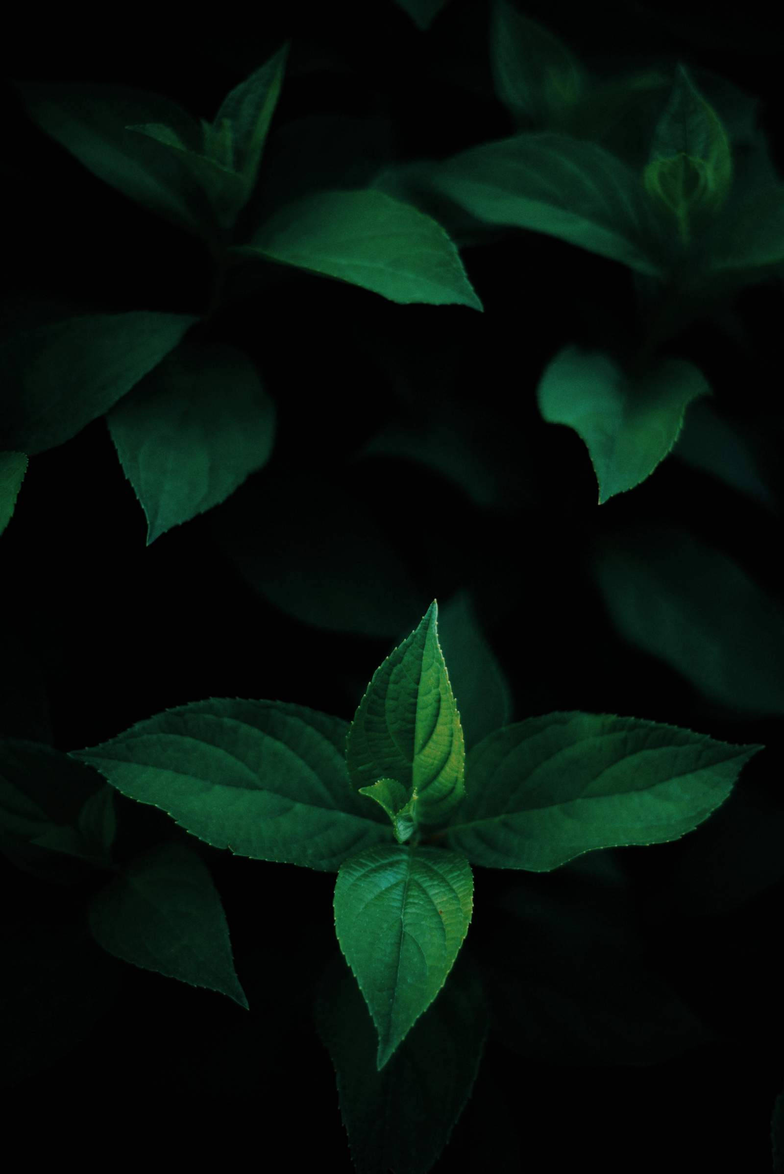 Hojas Verdes OLED Fondos de pantalla