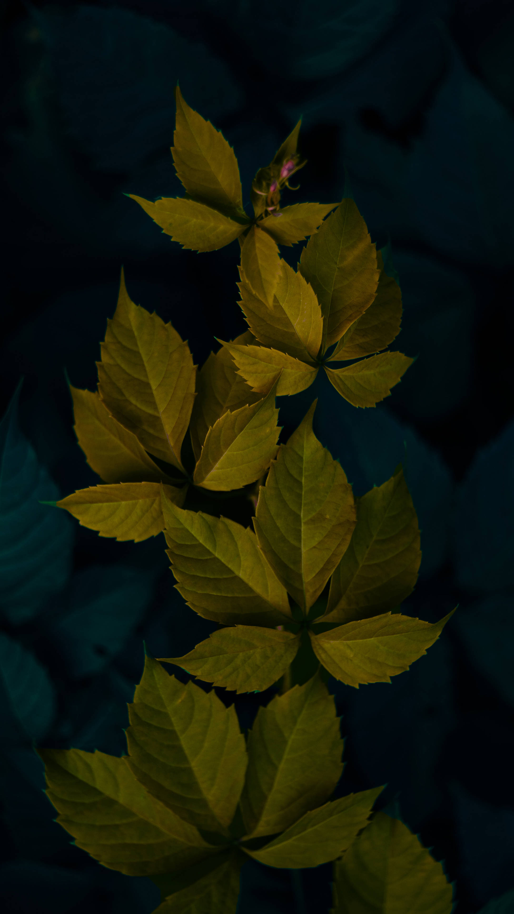 Hojas verdes oscuras minimalistas Fondos de pantalla