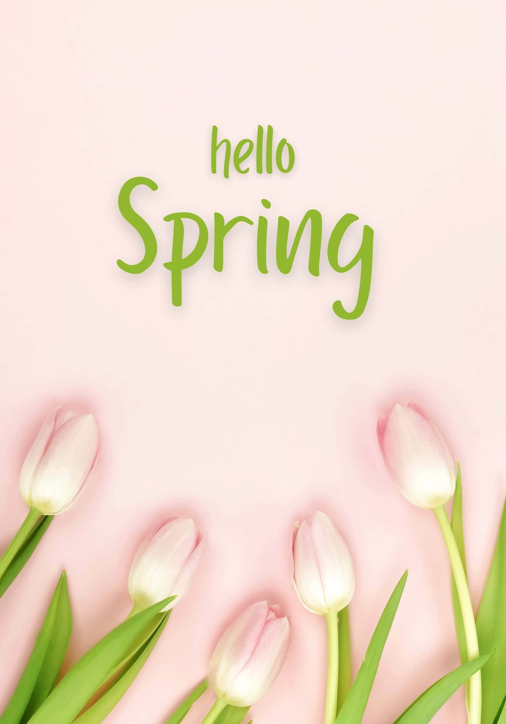 Hola Mejor Fondo Primaveral de Tulipanes Rosas Fondos de pantalla