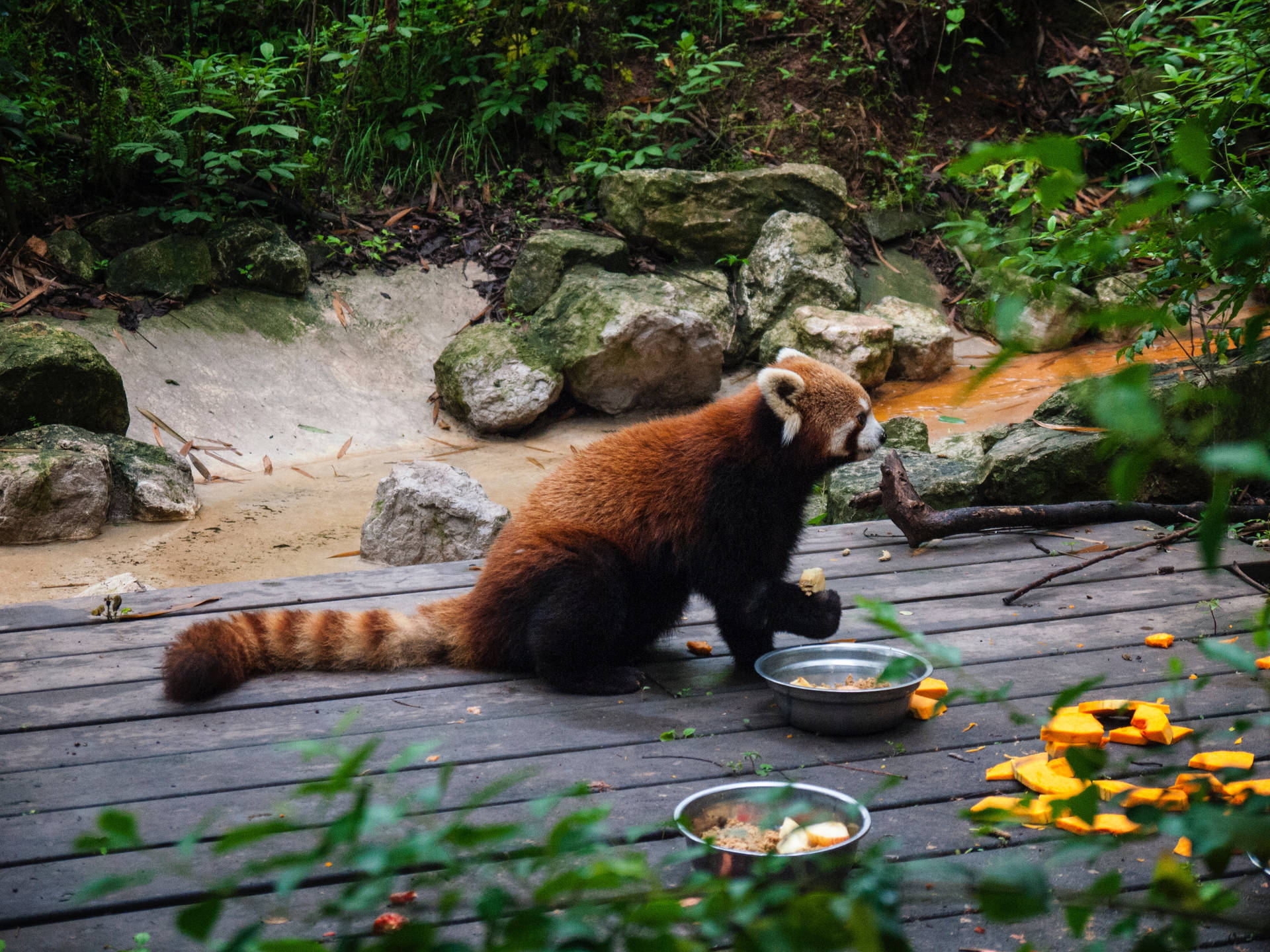 Fondo de pantalla de hora de comer del panda rojo en zoológico del bosque.