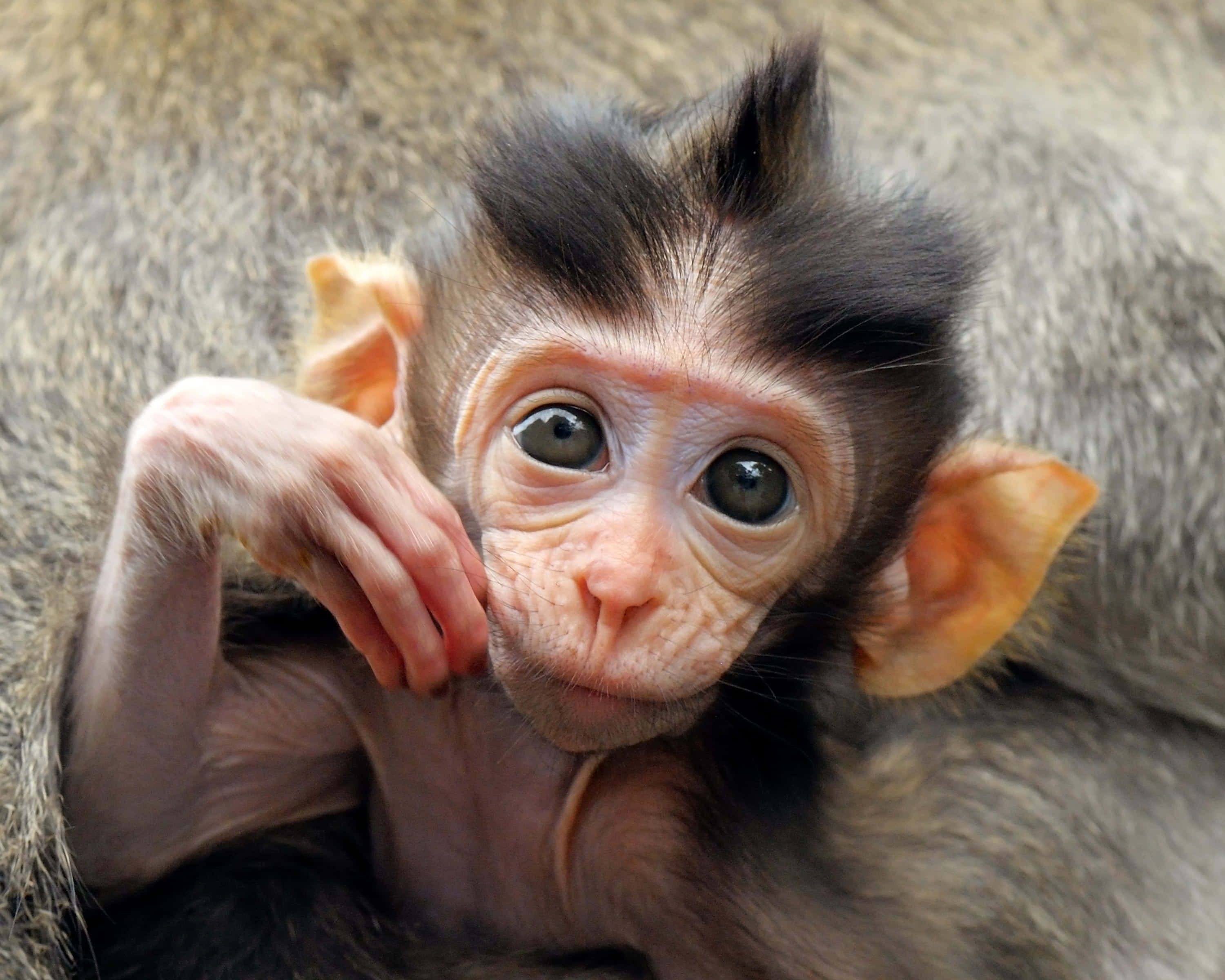 Hora de mimos: Adorable monito bebé descansando Fondos de pantalla