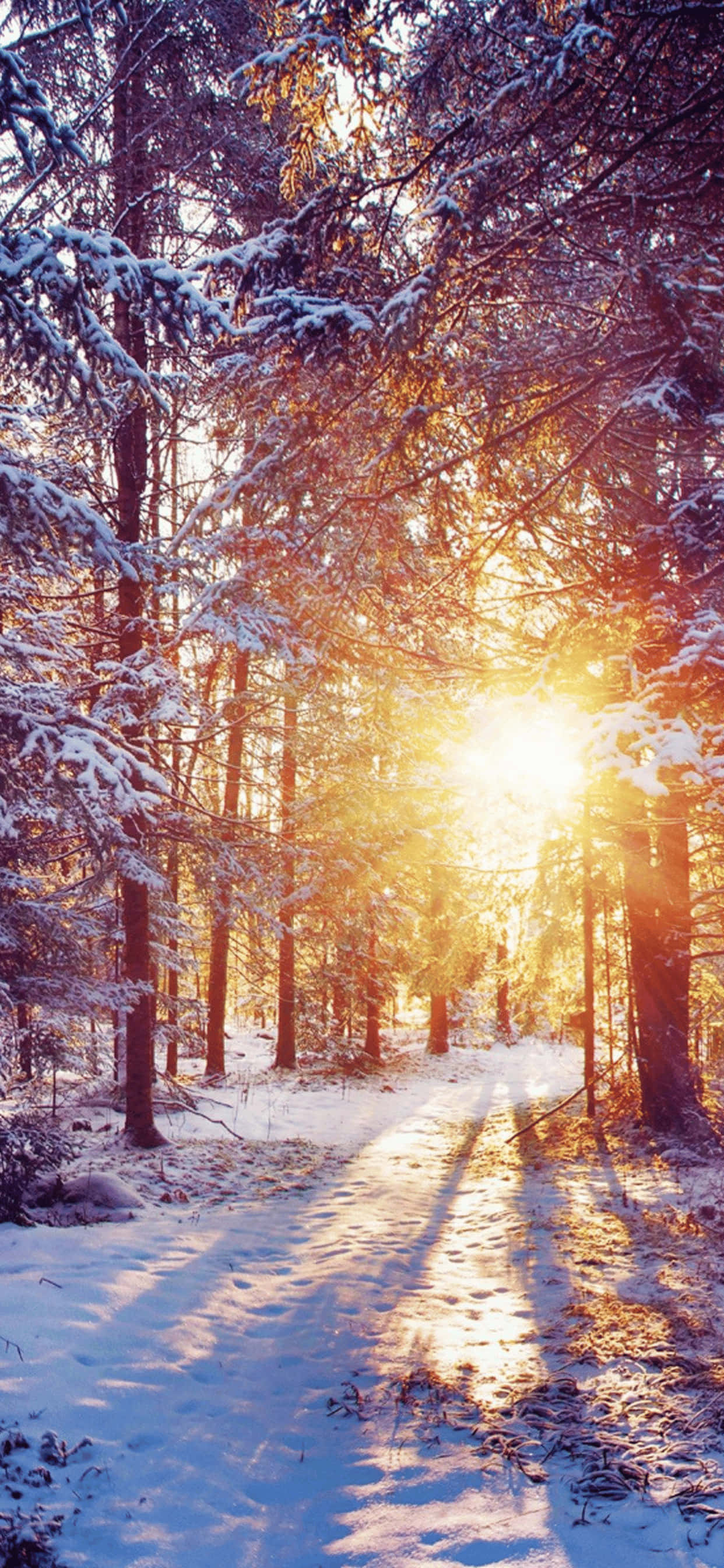 Hora Dorada Fondo de Invierno para iPhone XS Max Fondos de pantalla