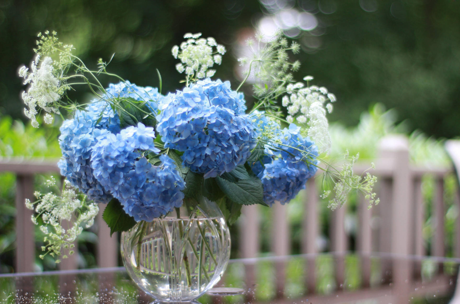 Hortensias en azul intenso