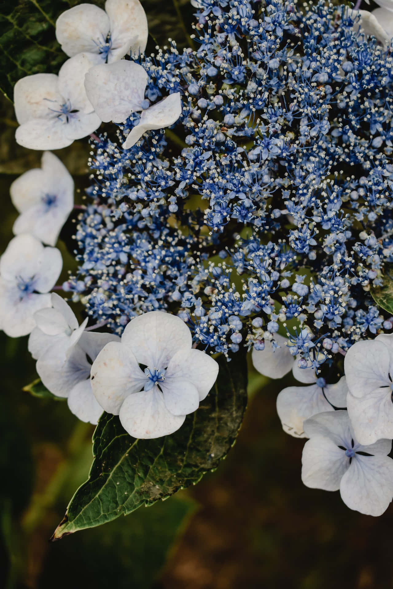 Hortensias Serrata Azules Teléfono Fondos de pantalla