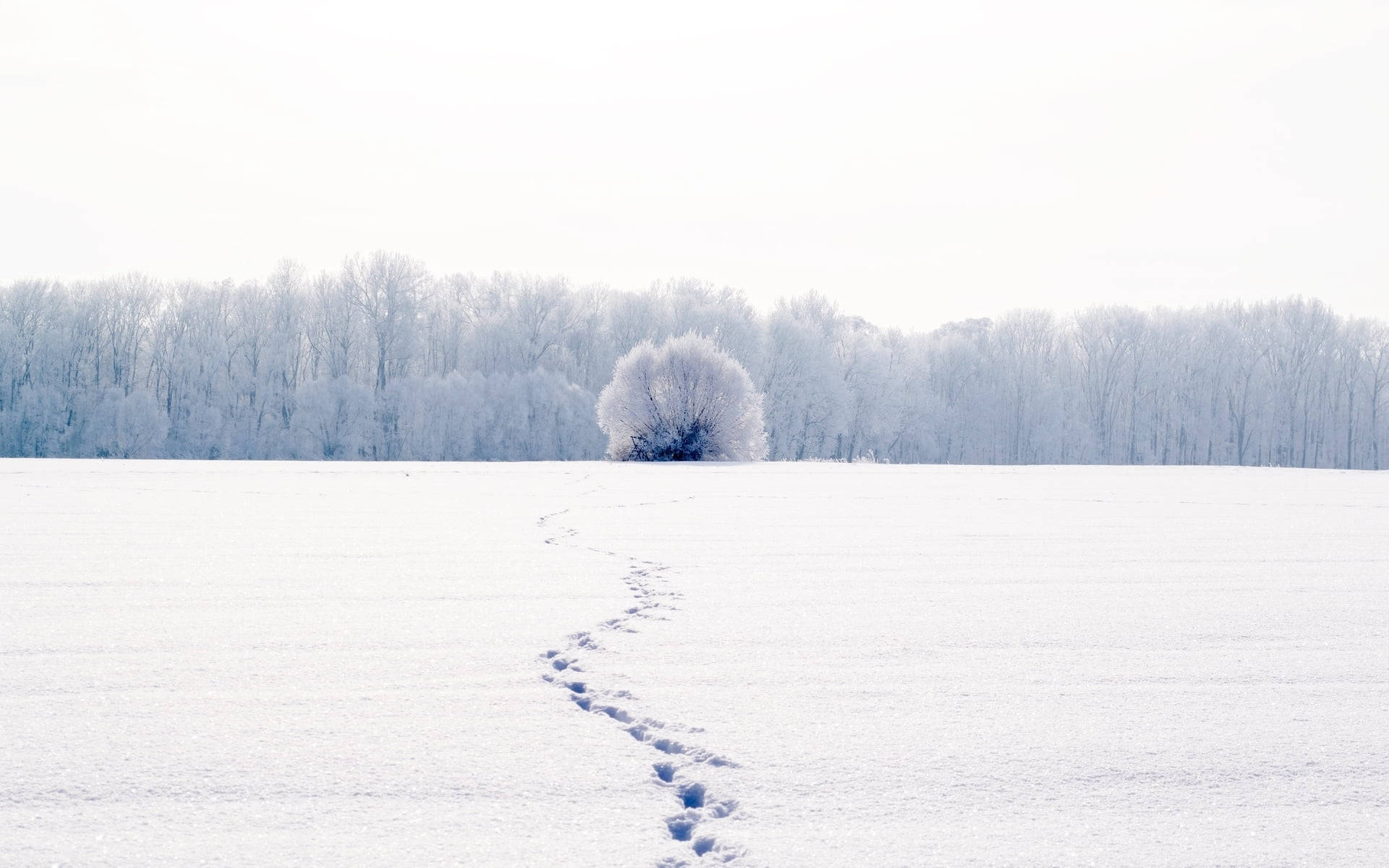Huellas Blancas en la Nieve a Pantalla Completa Fondos de pantalla