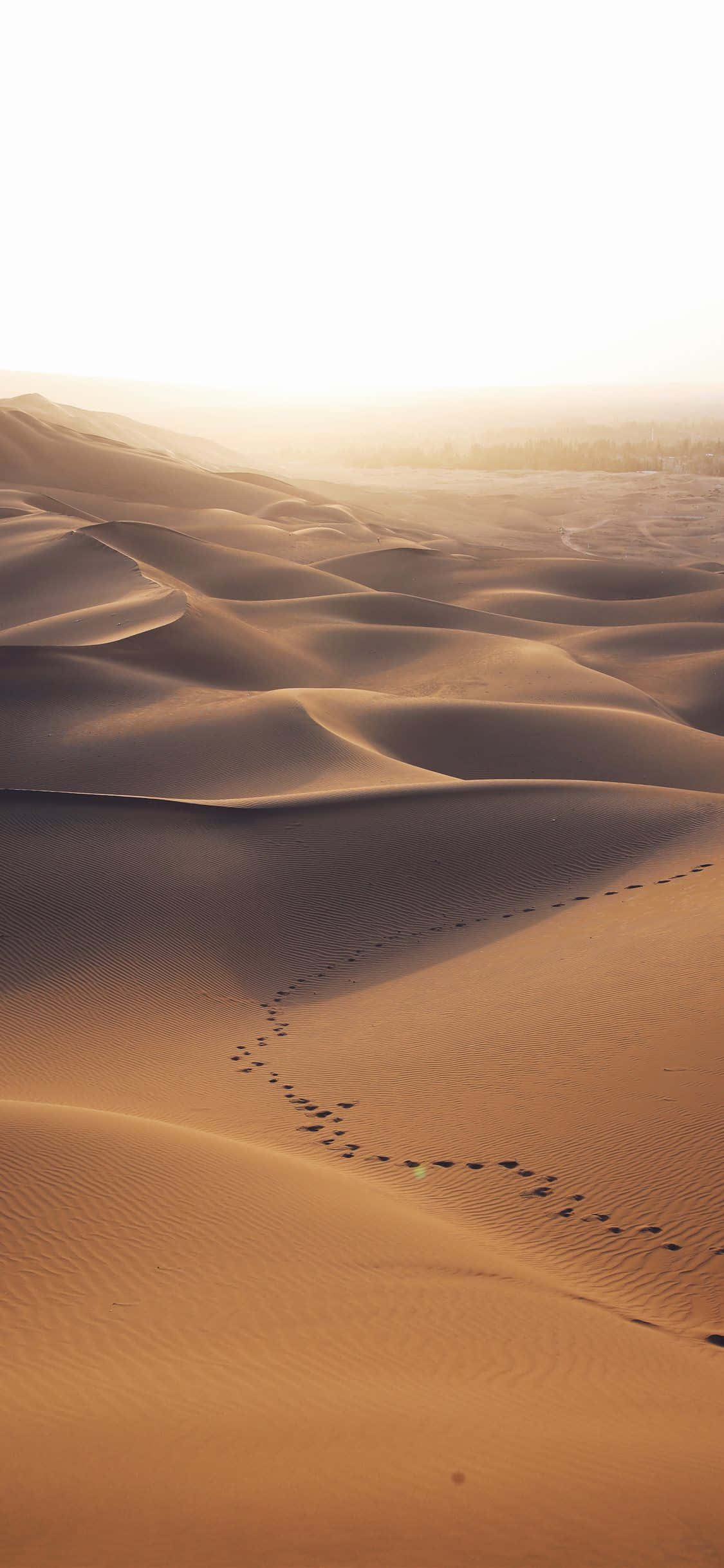 Huellas en la Arena del Desierto iPhone Fondos de pantalla