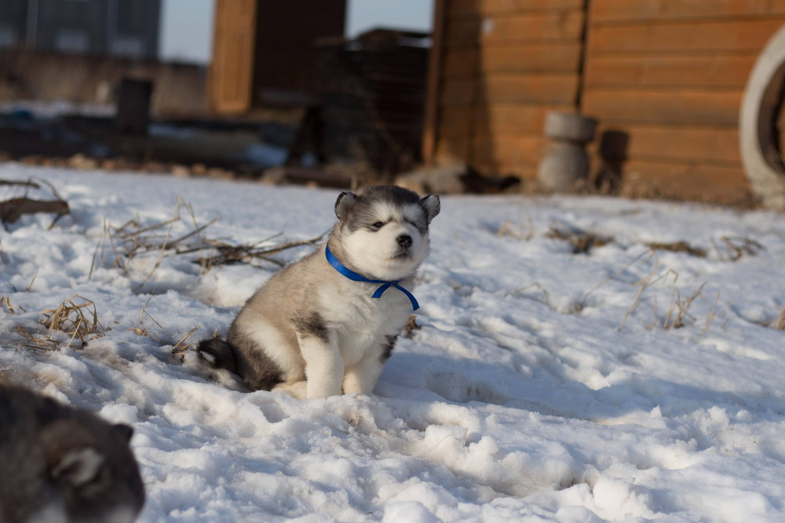 Husky lindo con collar azul Fondos de pantalla
