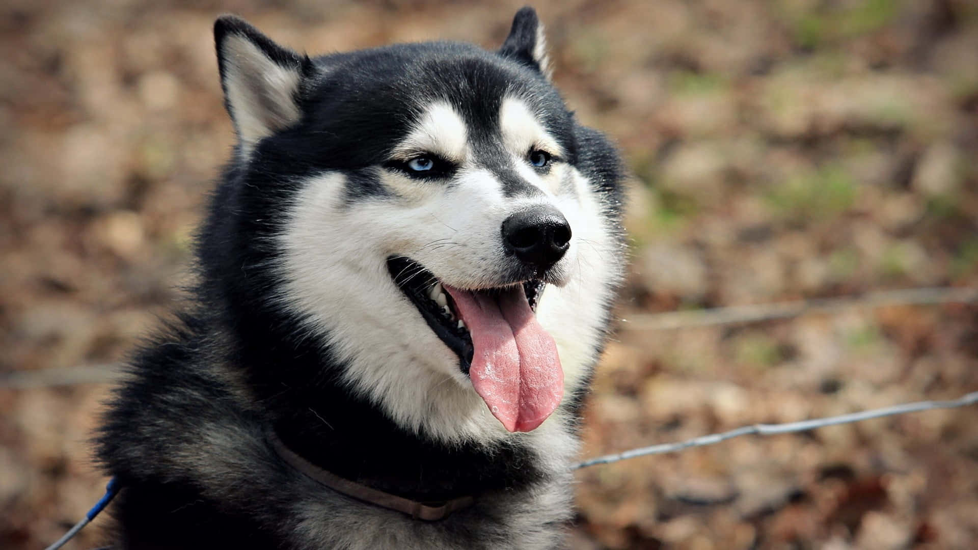 Husky Siberiano Lindo y Esponjoso Fondos de pantalla