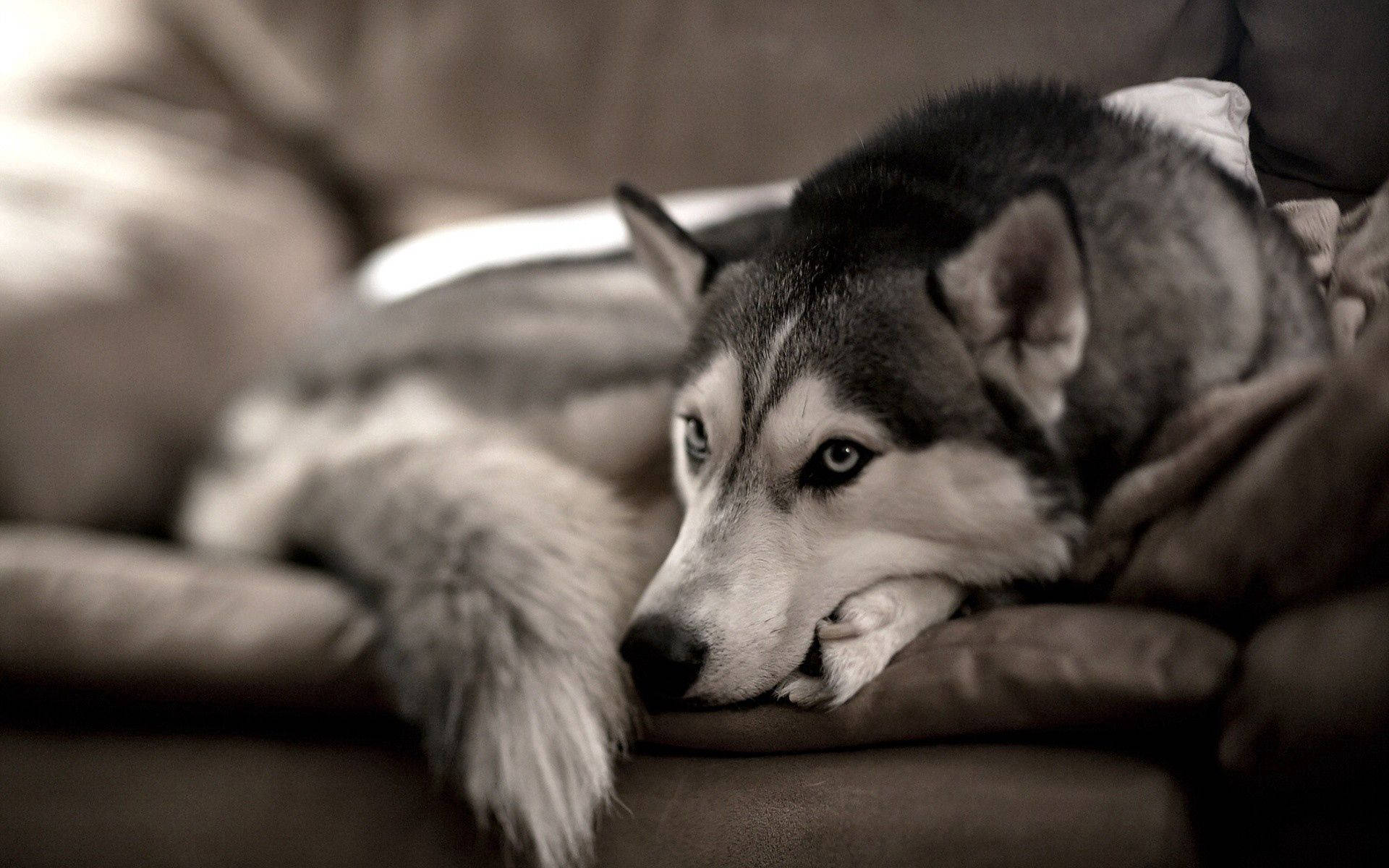 Husky suave y esponjoso relajándose cómodamente en el sofá Fondos de pantalla
