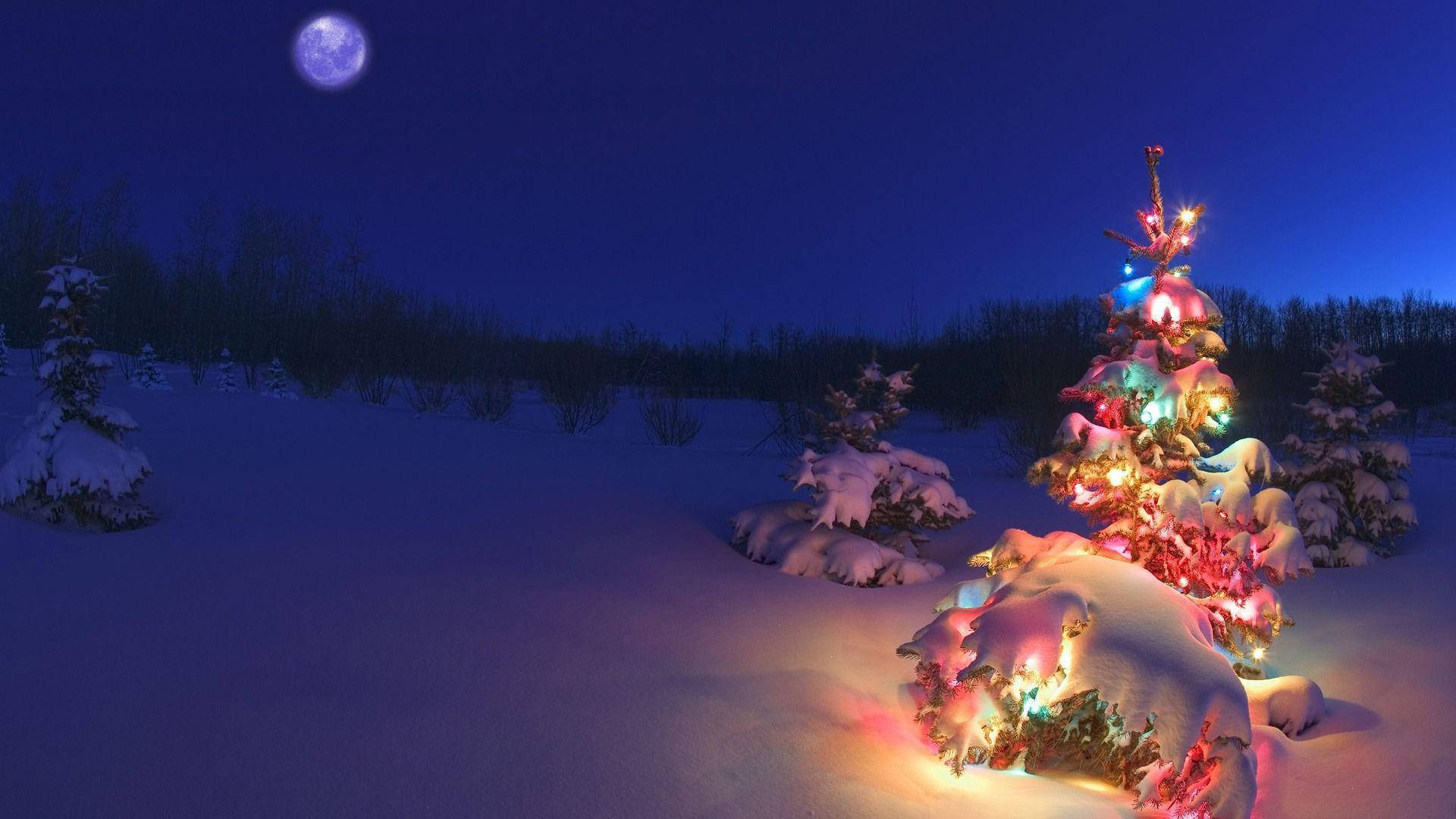 Ilumina la temporada navideña con un árbol de Navidad Fondos de pantalla