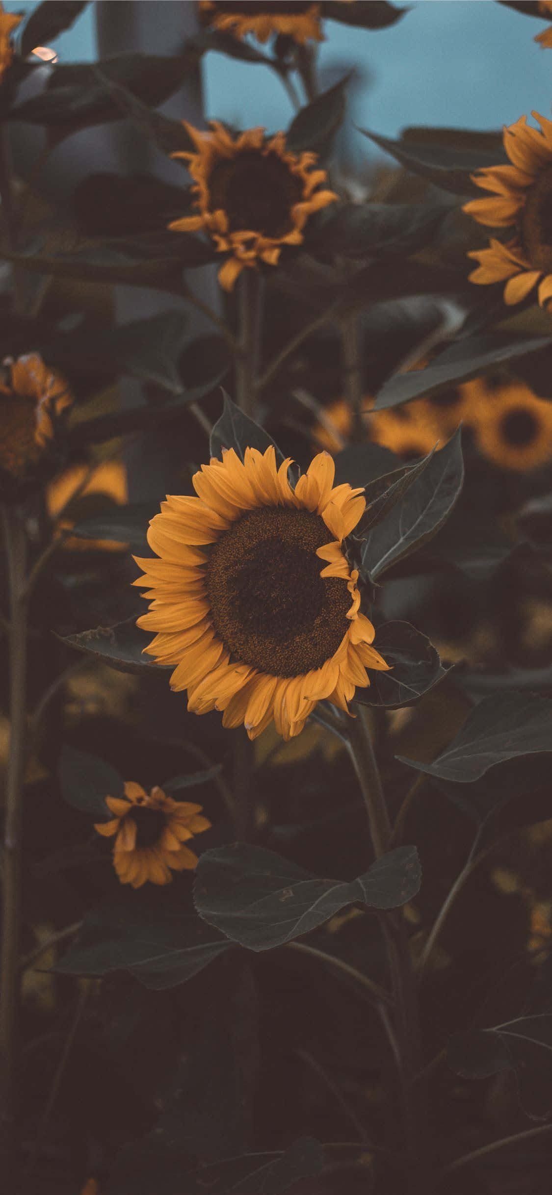 Ilumina tu día con esta linda flor para iPhone Fondos de pantalla