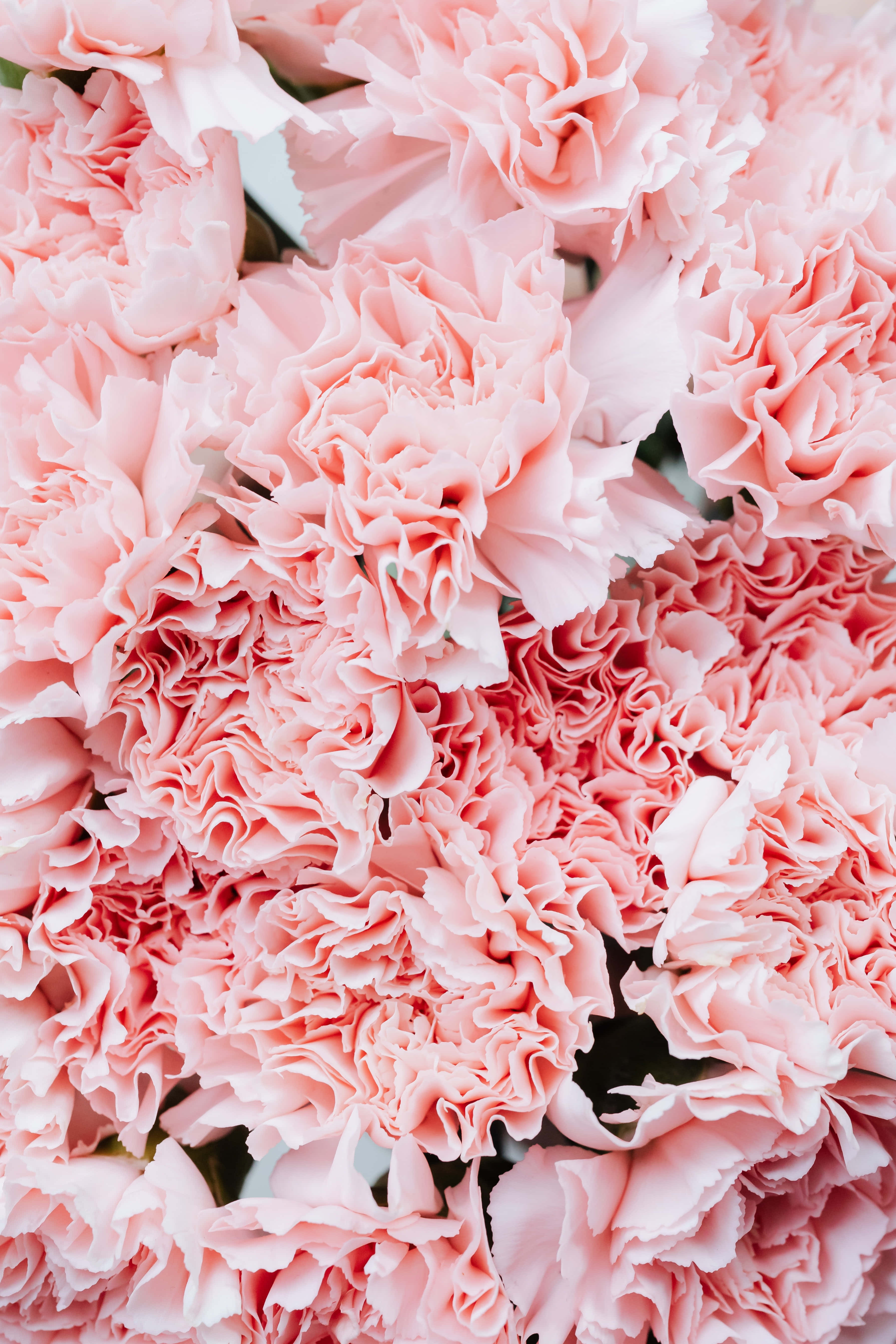 Ilumina tu día con una hermosa flor rosa Fondos de pantalla