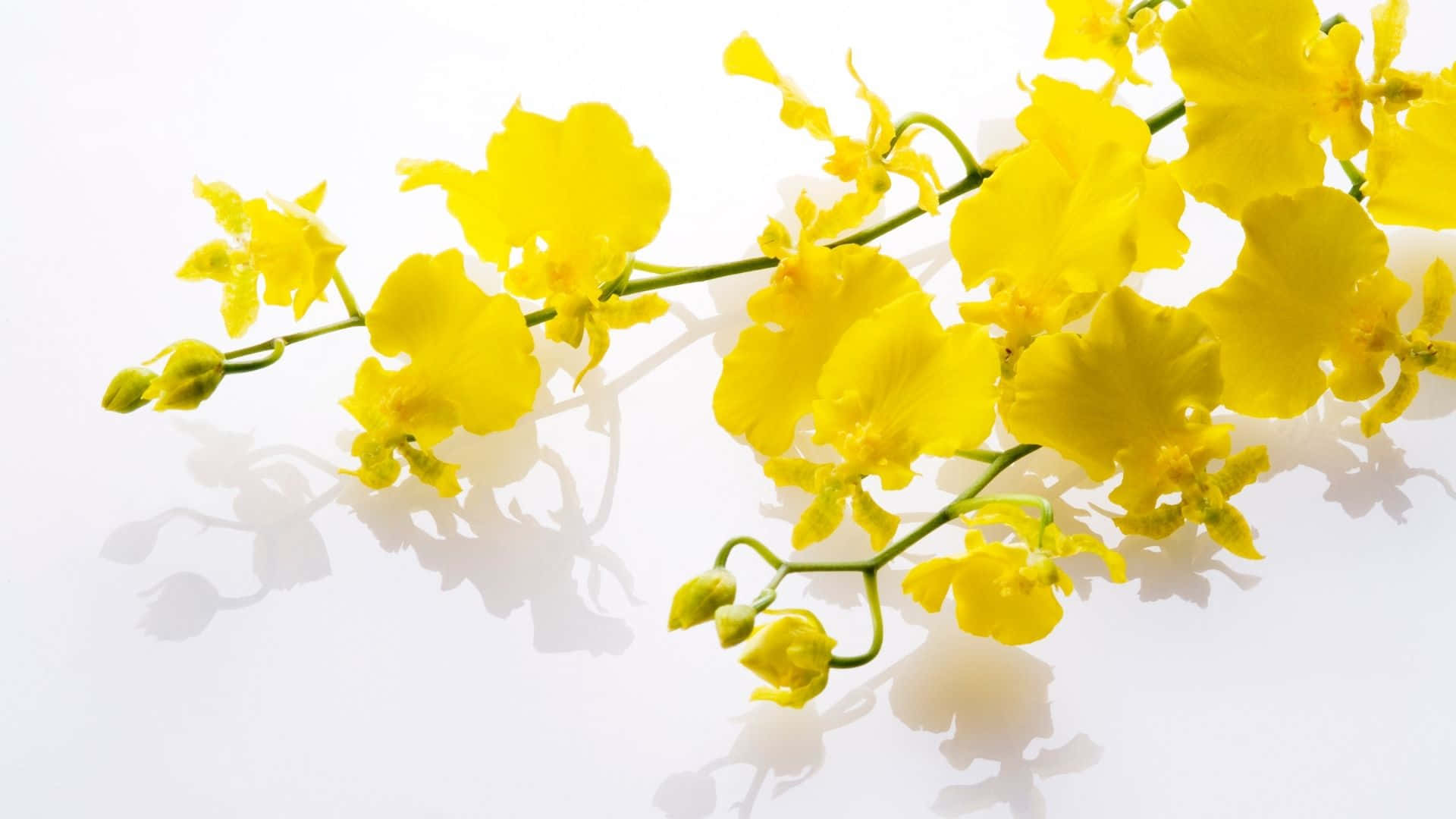 ¡Ilumina tu día con un estilo amarillo! Fondos de pantalla
