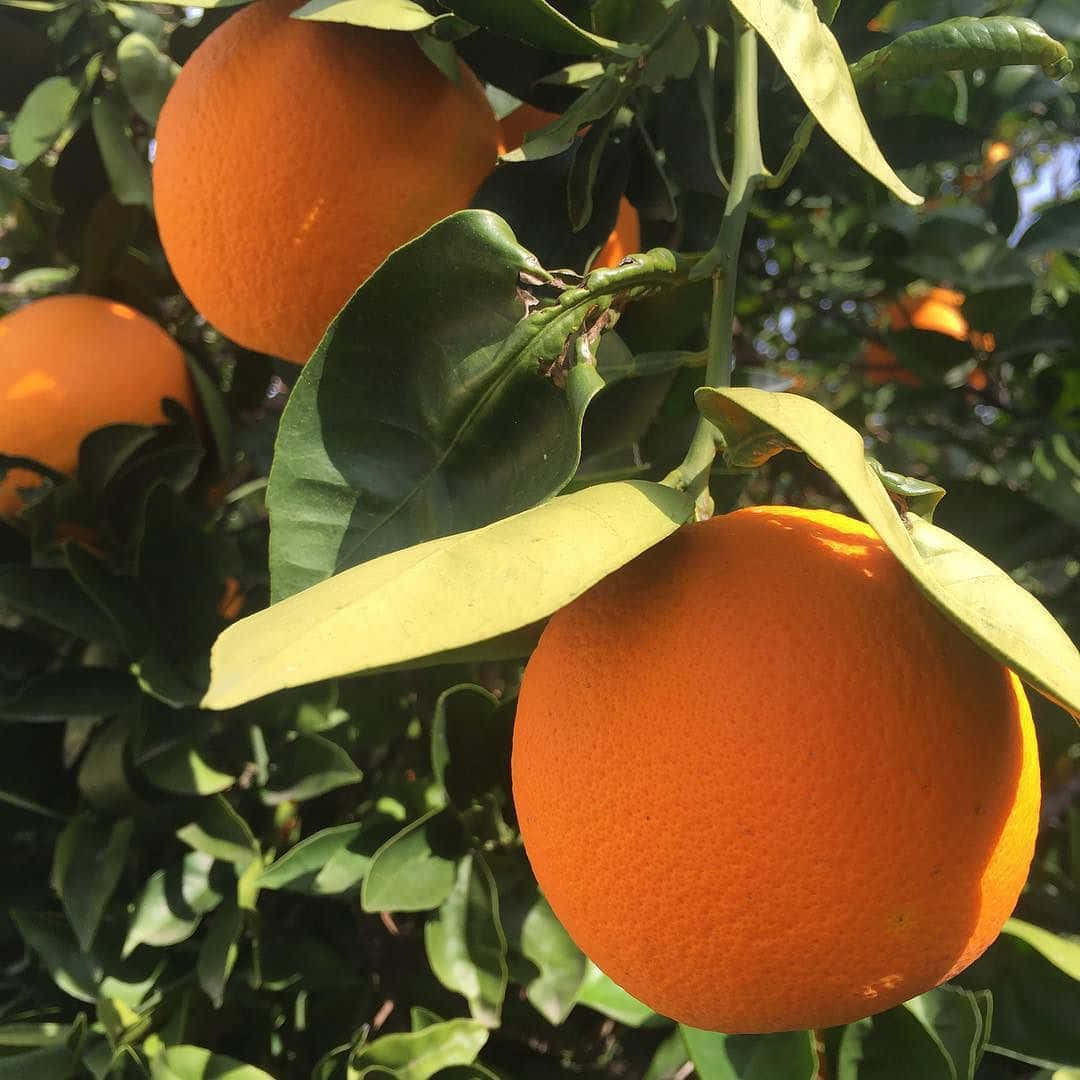 ¡Ilumina tu día con un toque de naranja vibrante! Fondos de pantalla