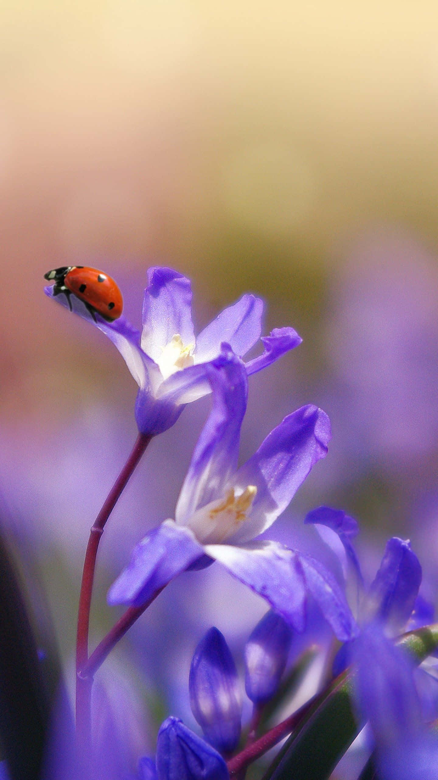 Ilumina tu teléfono con un hermoso fondo de flores. Fondos de pantalla