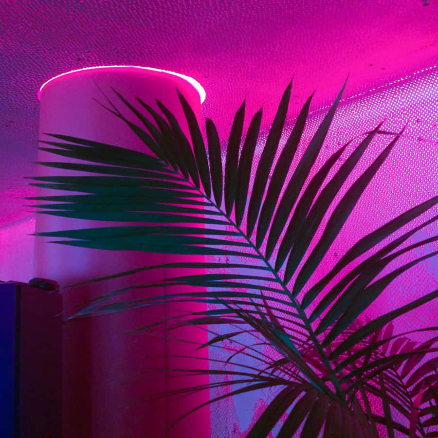 Ilumina tu vida con este radiante estilo rosa neón Fondos de pantalla