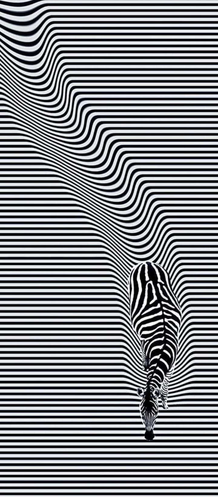 Ilusión óptica de cebra Fondos de pantalla
