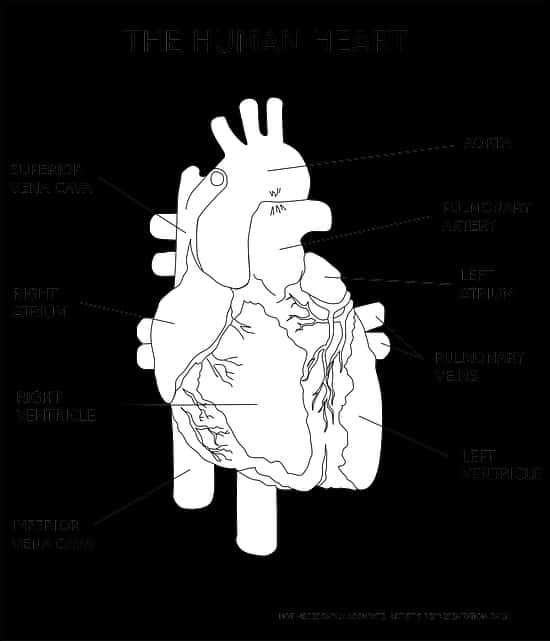 Ilustración de anatomía del corazón humano Fondos de pantalla