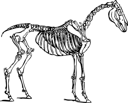Ilustración de esqueleto de caballo Fondos de pantalla