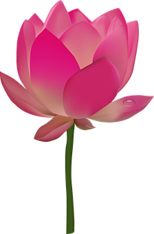 Ilustración de flor de loto rosa Fondos de pantalla