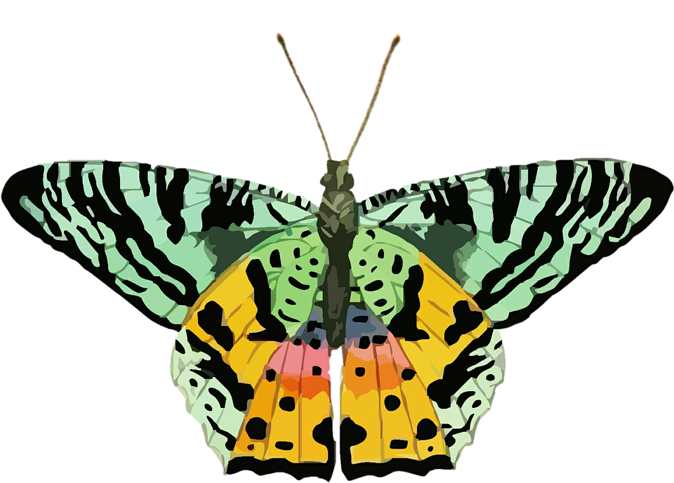 Ilustración de mariposa colorida Fondos de pantalla