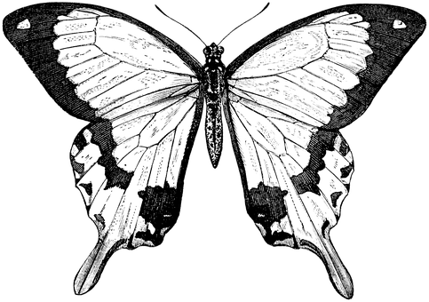 Ilustración de mariposa en monocromo Fondos de pantalla