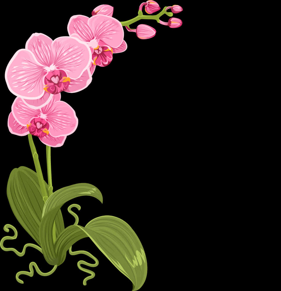 Ilustración de Orquídea Rosa Fondos de pantalla