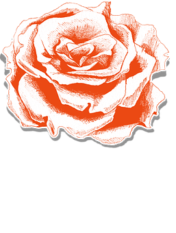 Ilustración de rosa roja en boceto Fondos de pantalla