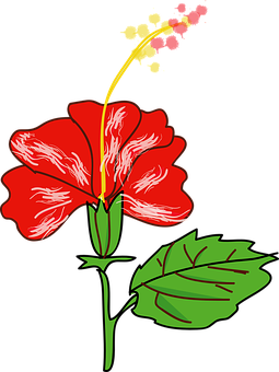 Ilustración vectorial de hibisco rojo Fondos de pantalla