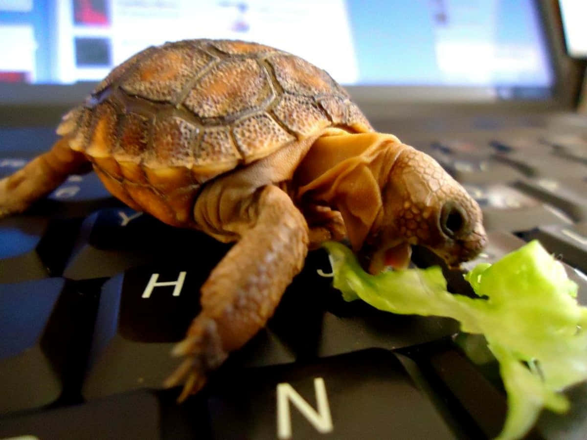 Imagen Adorable Tortuga Disfrutando del Sol Fondos de pantalla