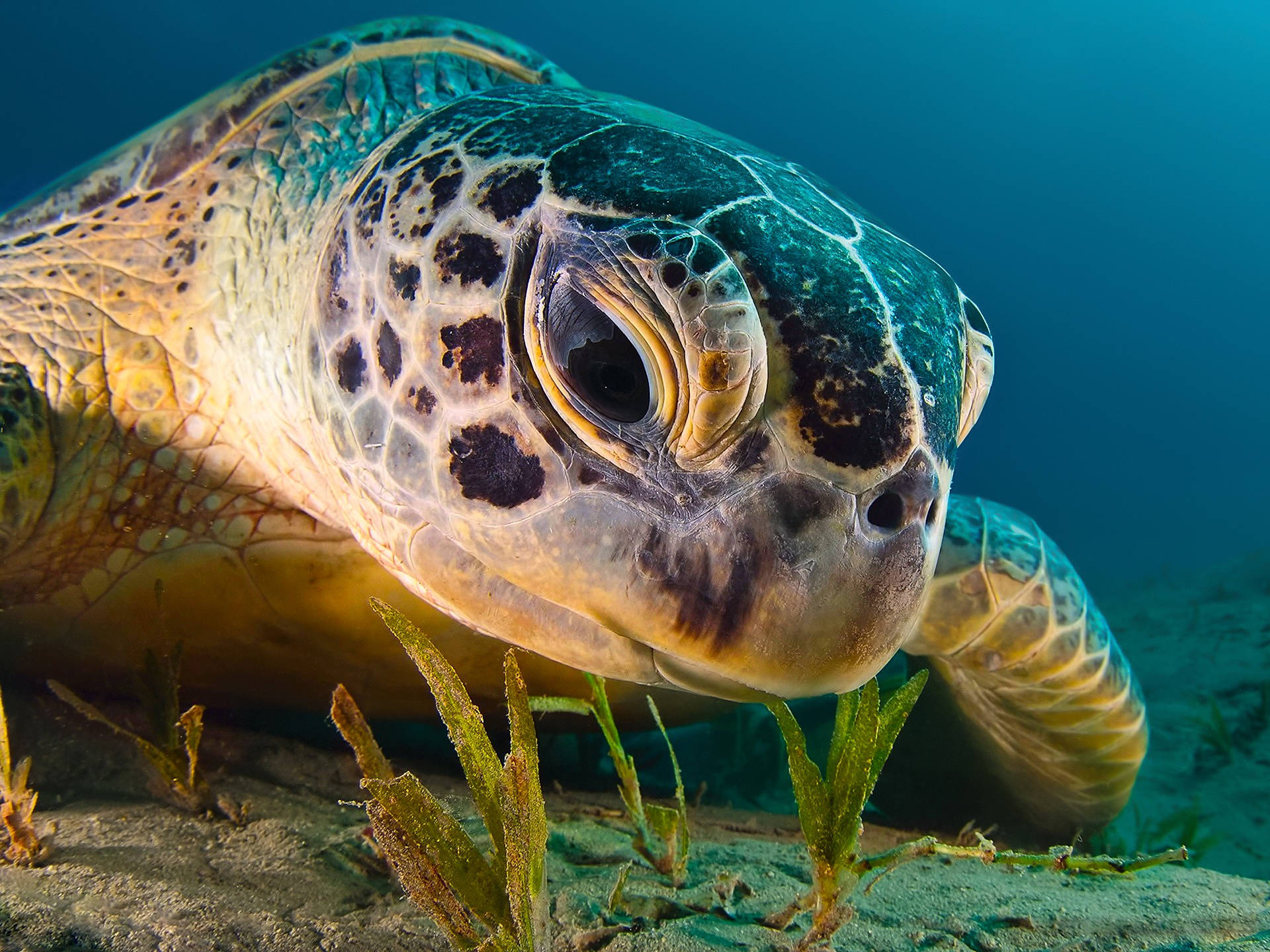 Imagen cautivadora de una tortuga adorable con grandes ojos negros. Fondos de pantalla