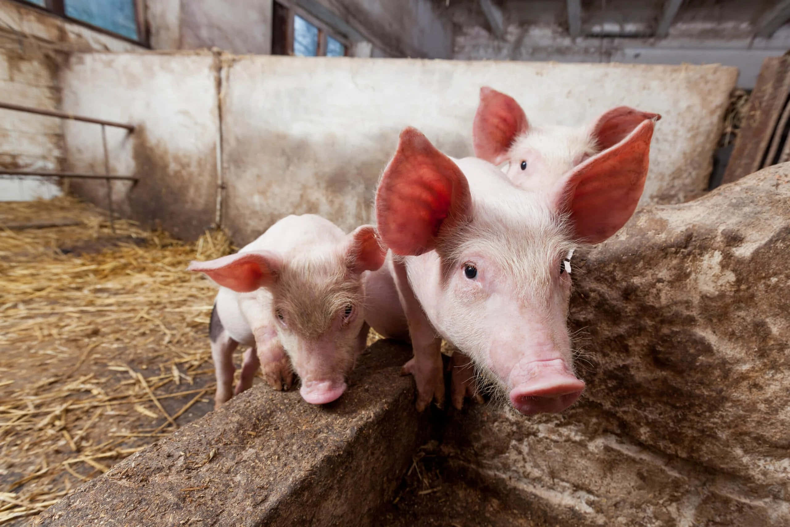 Imagen de Animales de Granja Disfrutando un Hermoso Día Fondos de pantalla