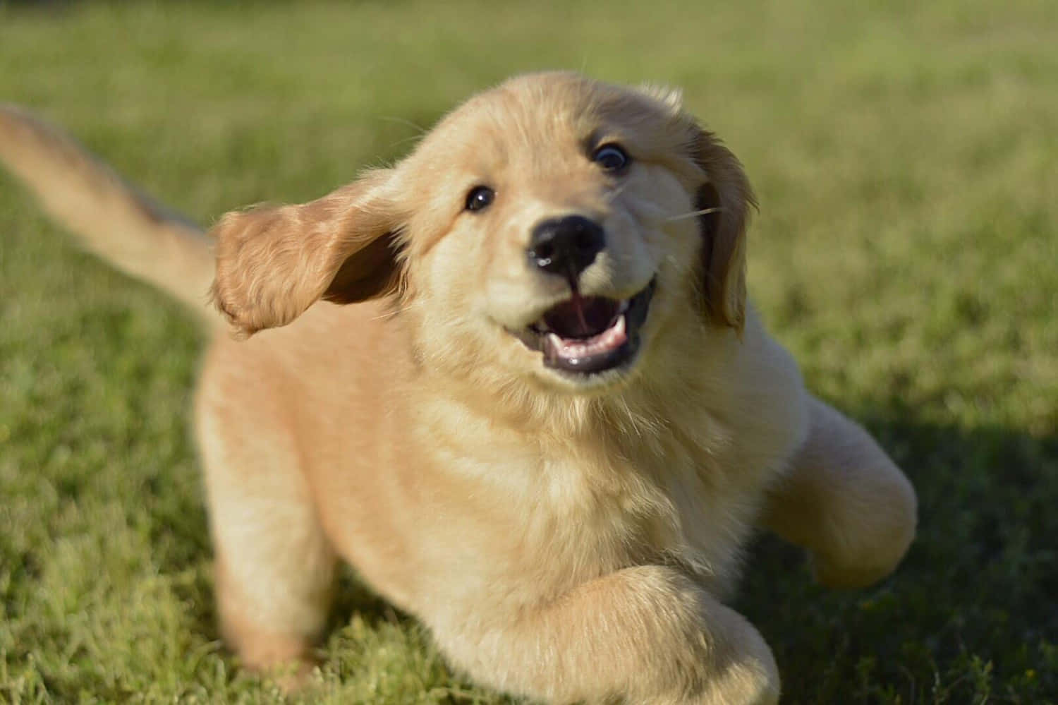 Imagen de Cachorro de Golden Retriever Jugando Fondos de pantalla