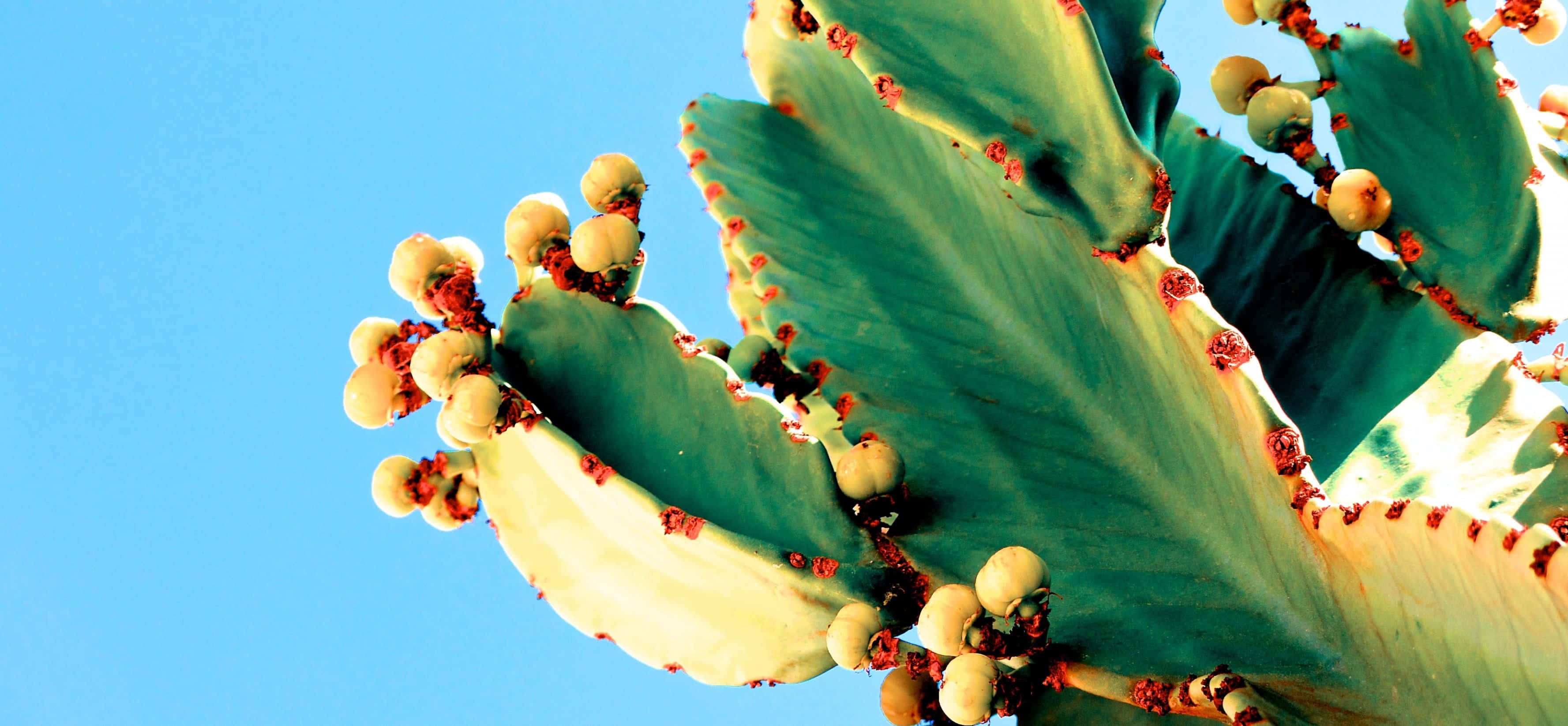 Imagen de Cactus Sangrante en Verano Fondos de pantalla