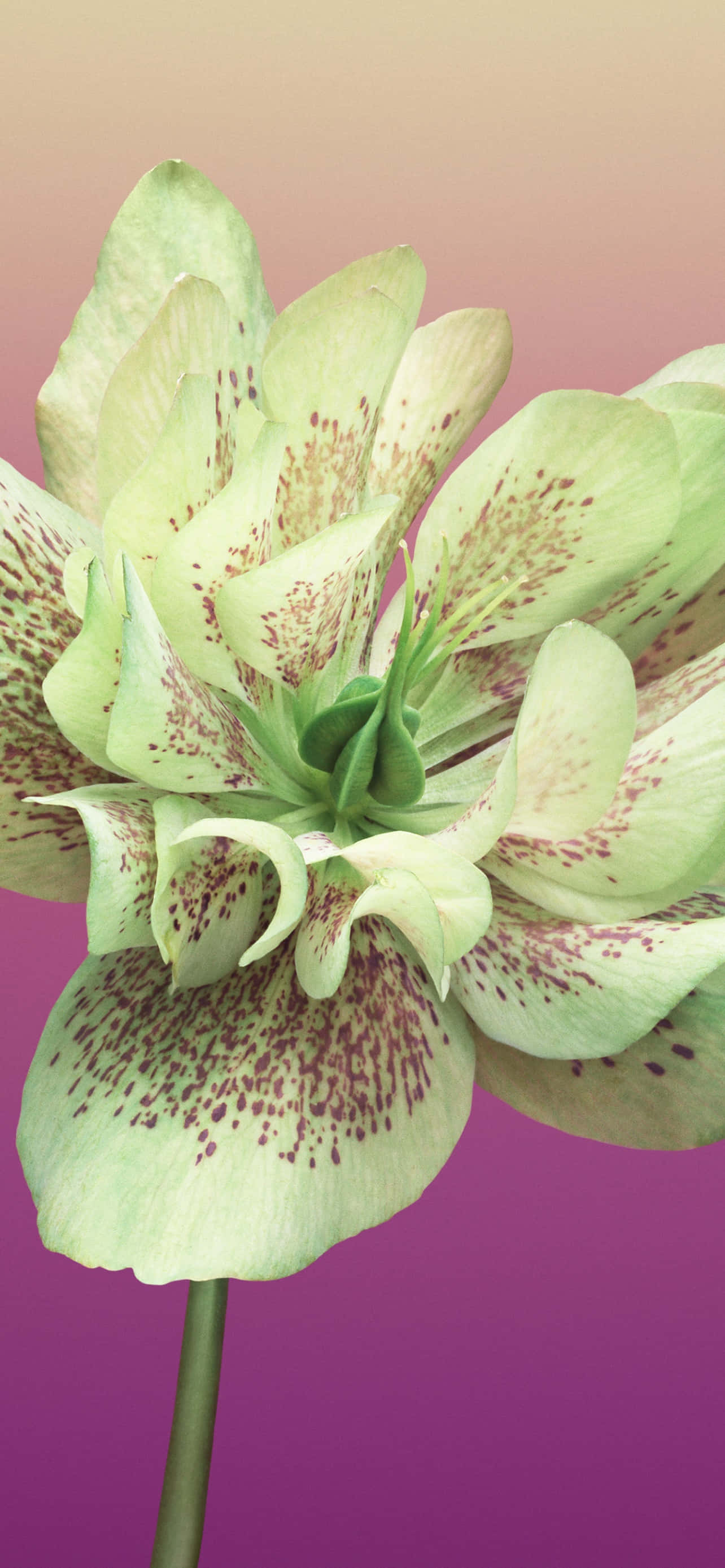 Imagen de flor Helleborus Orientalis para iPhone Fondos de pantalla