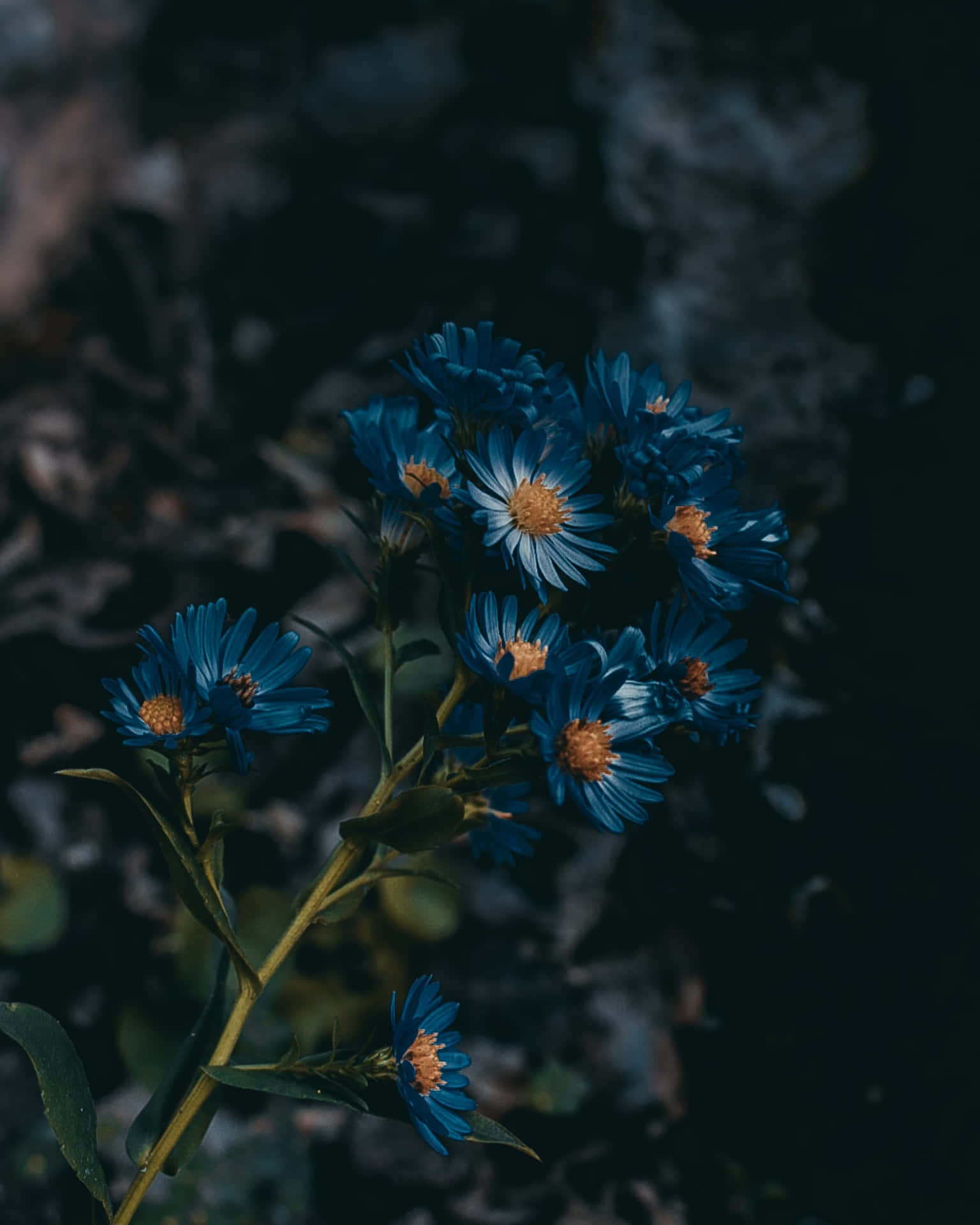 Imagen de Flores Azules de Aster Europeo Fondos de pantalla