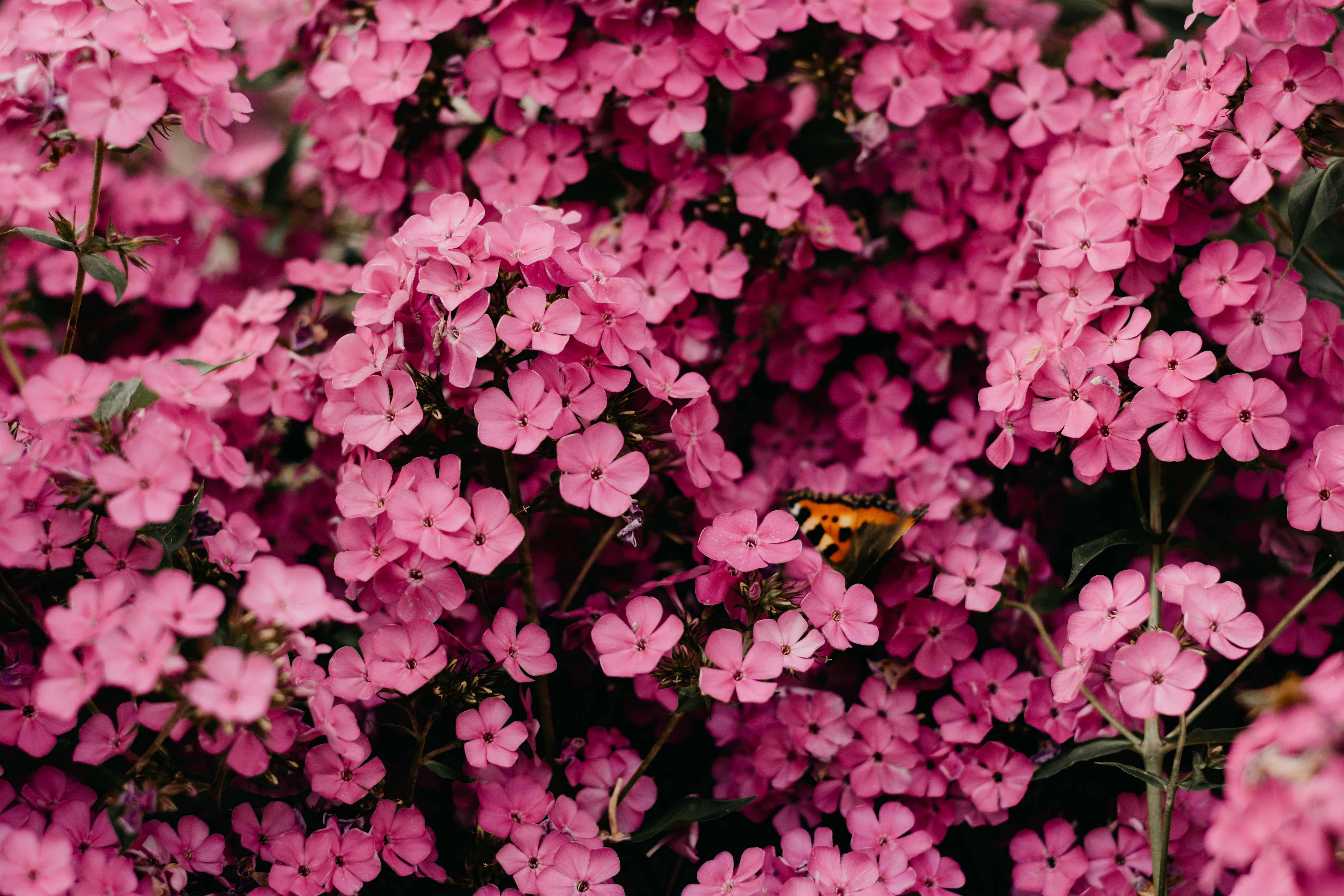Imagen de Flores Rosadas de Pétalos Pequeños Fondos de pantalla