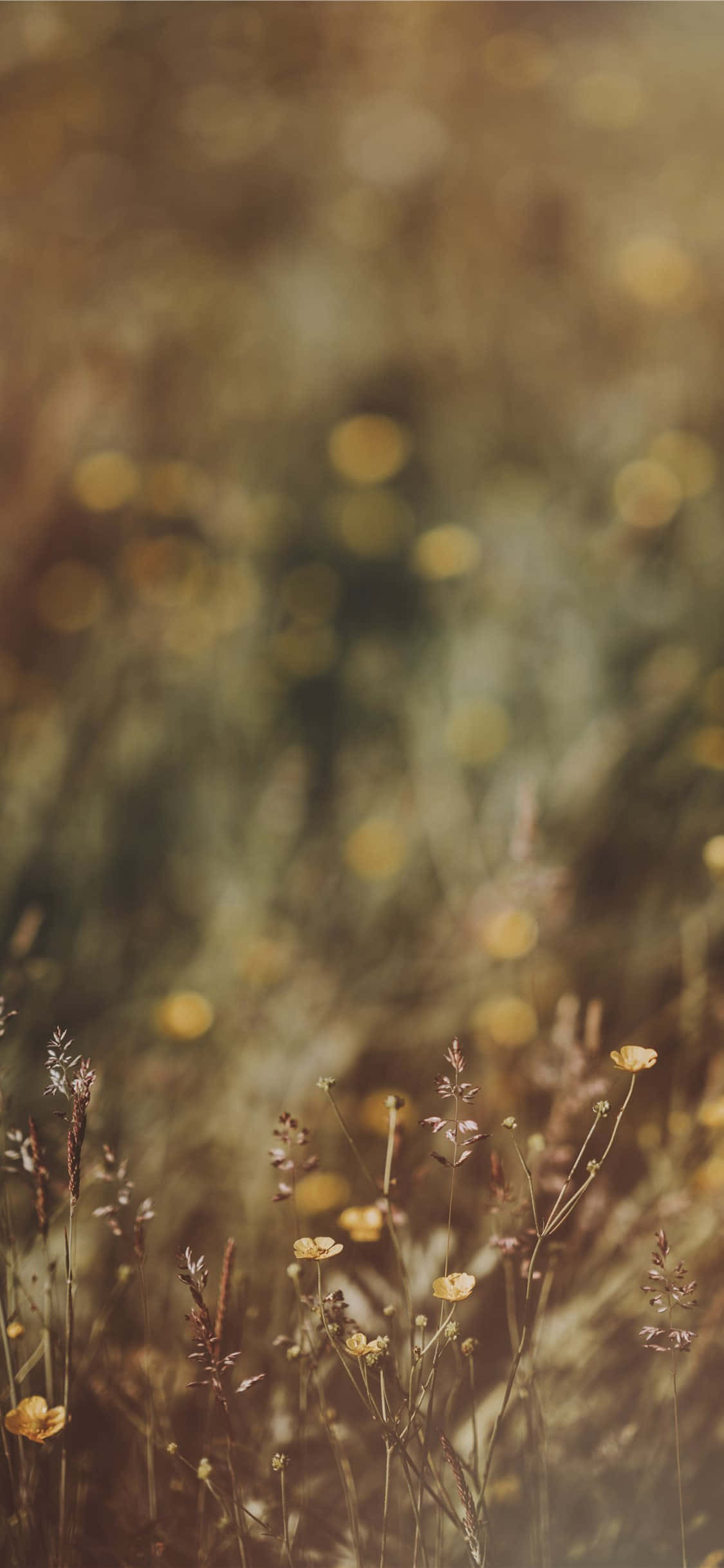 Imagen de Flores Silvestres con Bokeh de Botón de Oro Fondos de pantalla