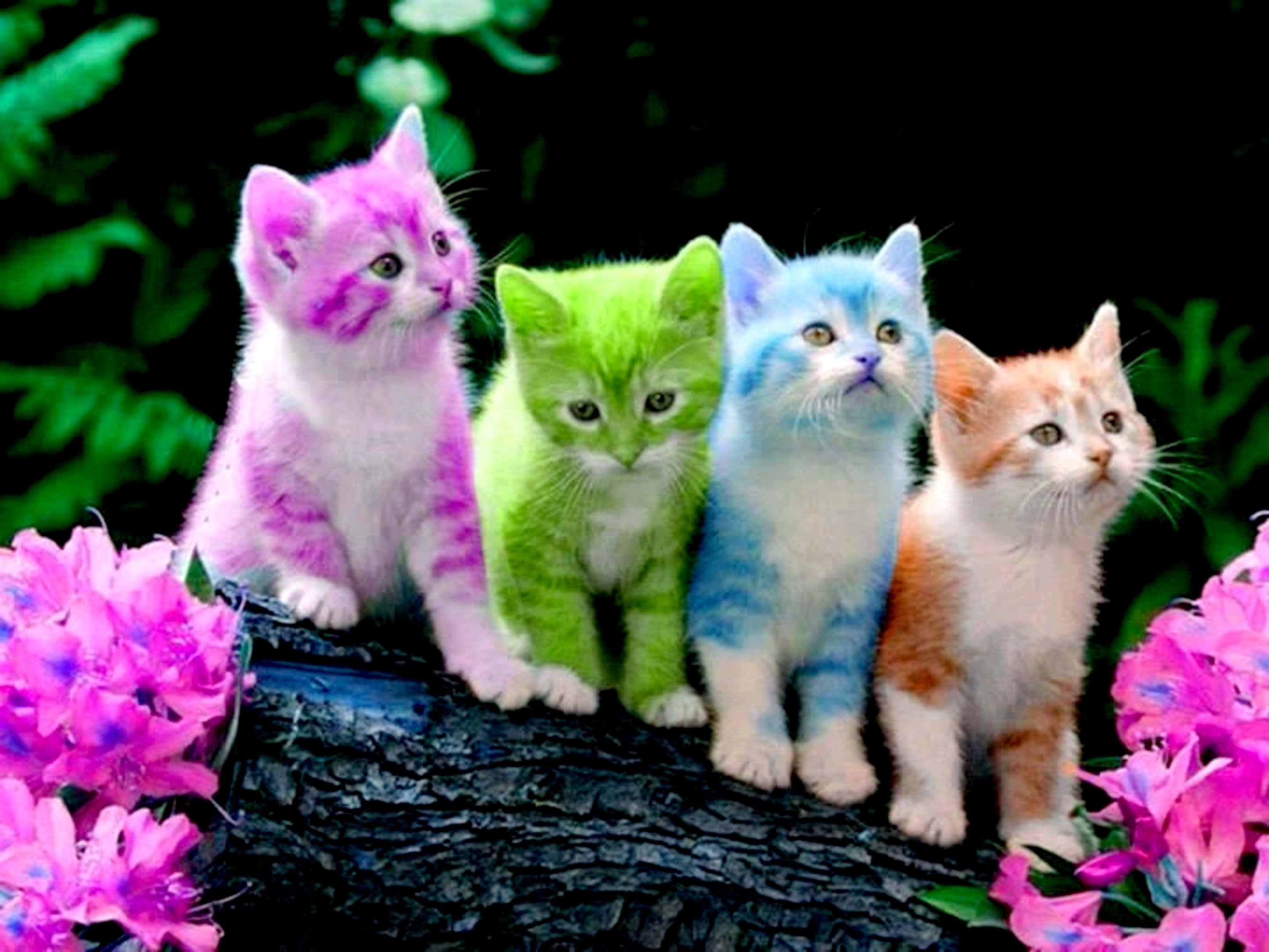 Imagen de Gatos Coloridos y Lindos Fondos de pantalla