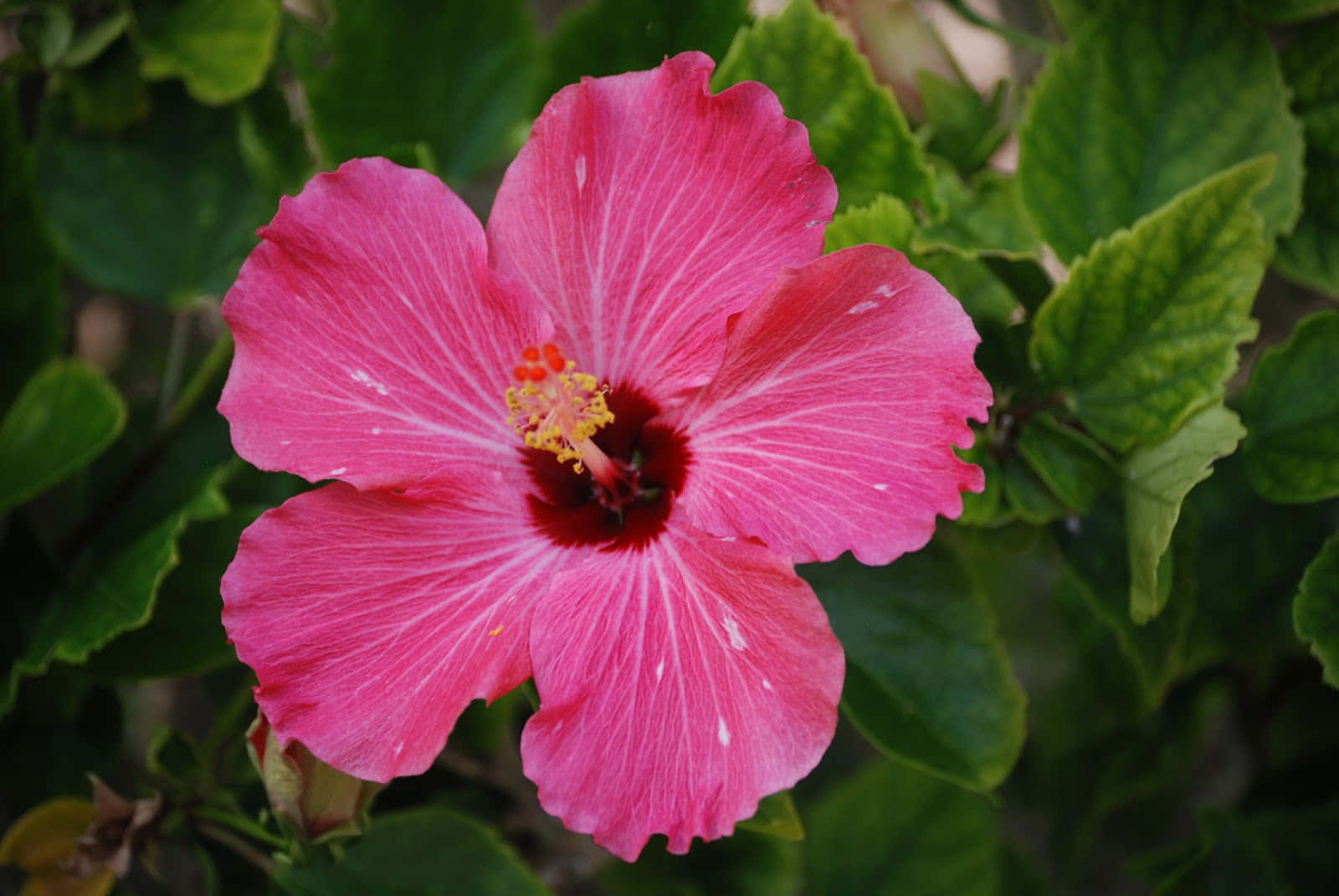 Imagen de Hibisco Rosa Planta Tropical Fondos de pantalla