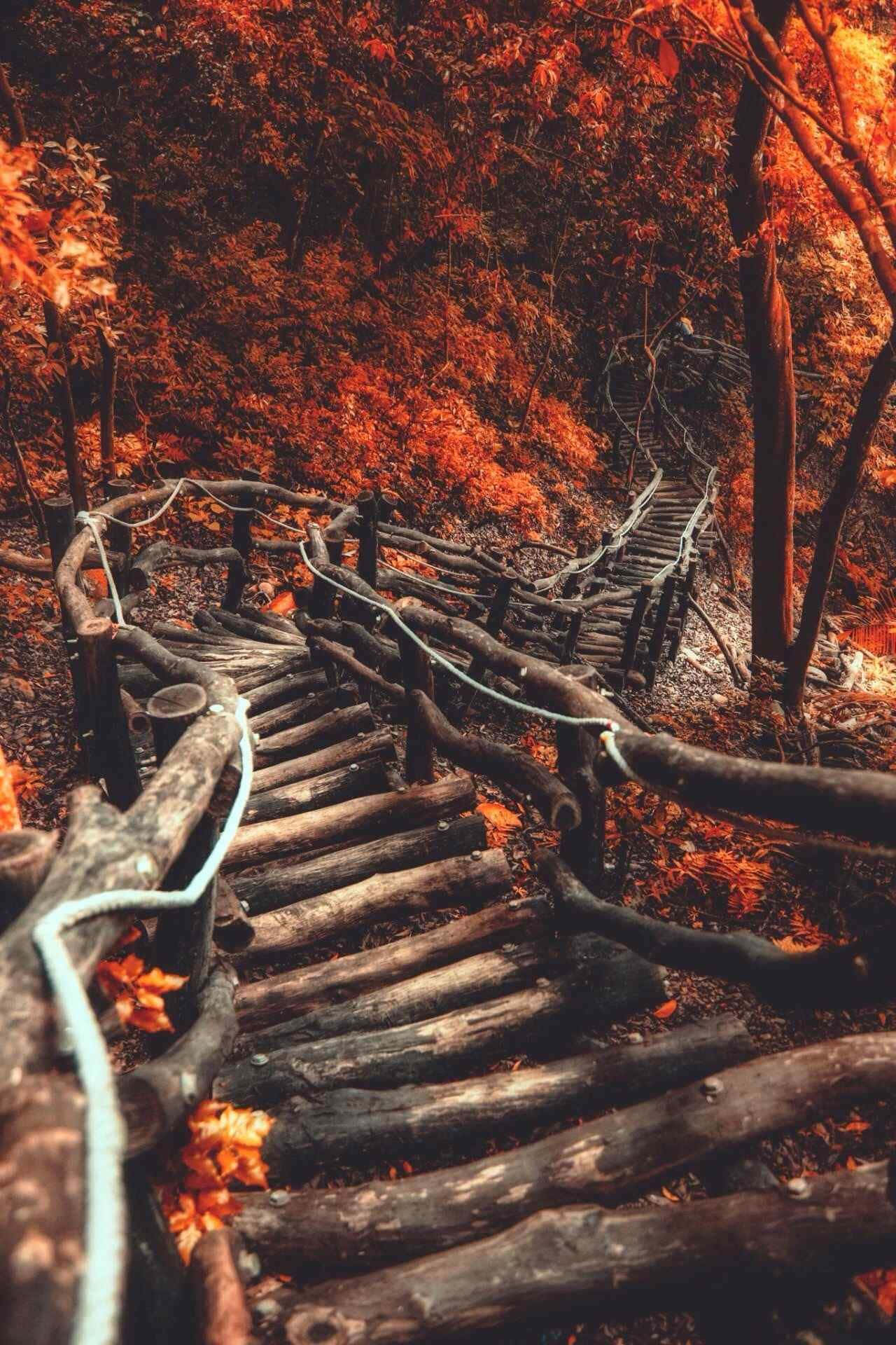 Imagen de la temporada de otoño 1280 x 1920 Fondos de pantalla