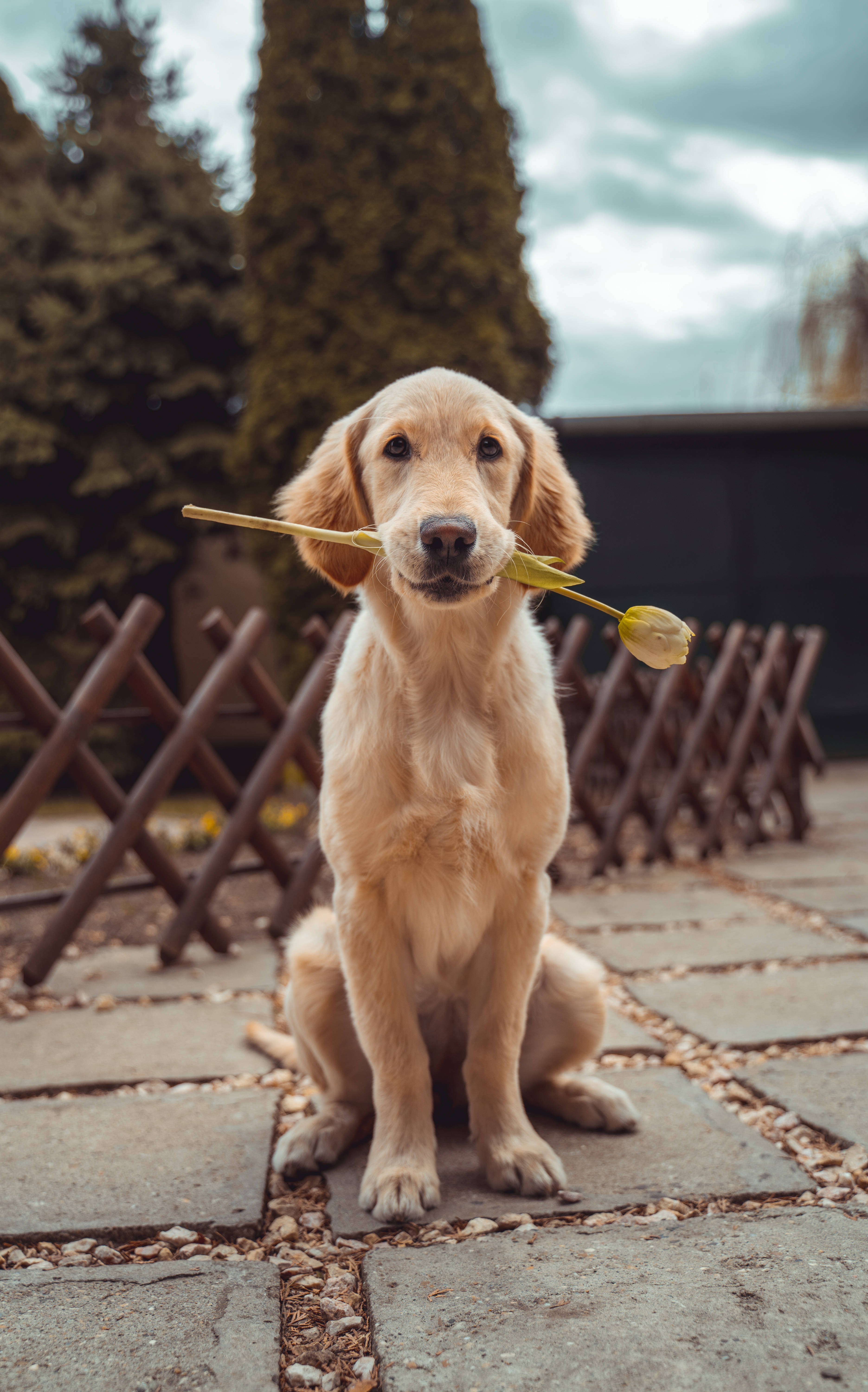 Imagen de Labrador Retriever Fondos de pantalla
